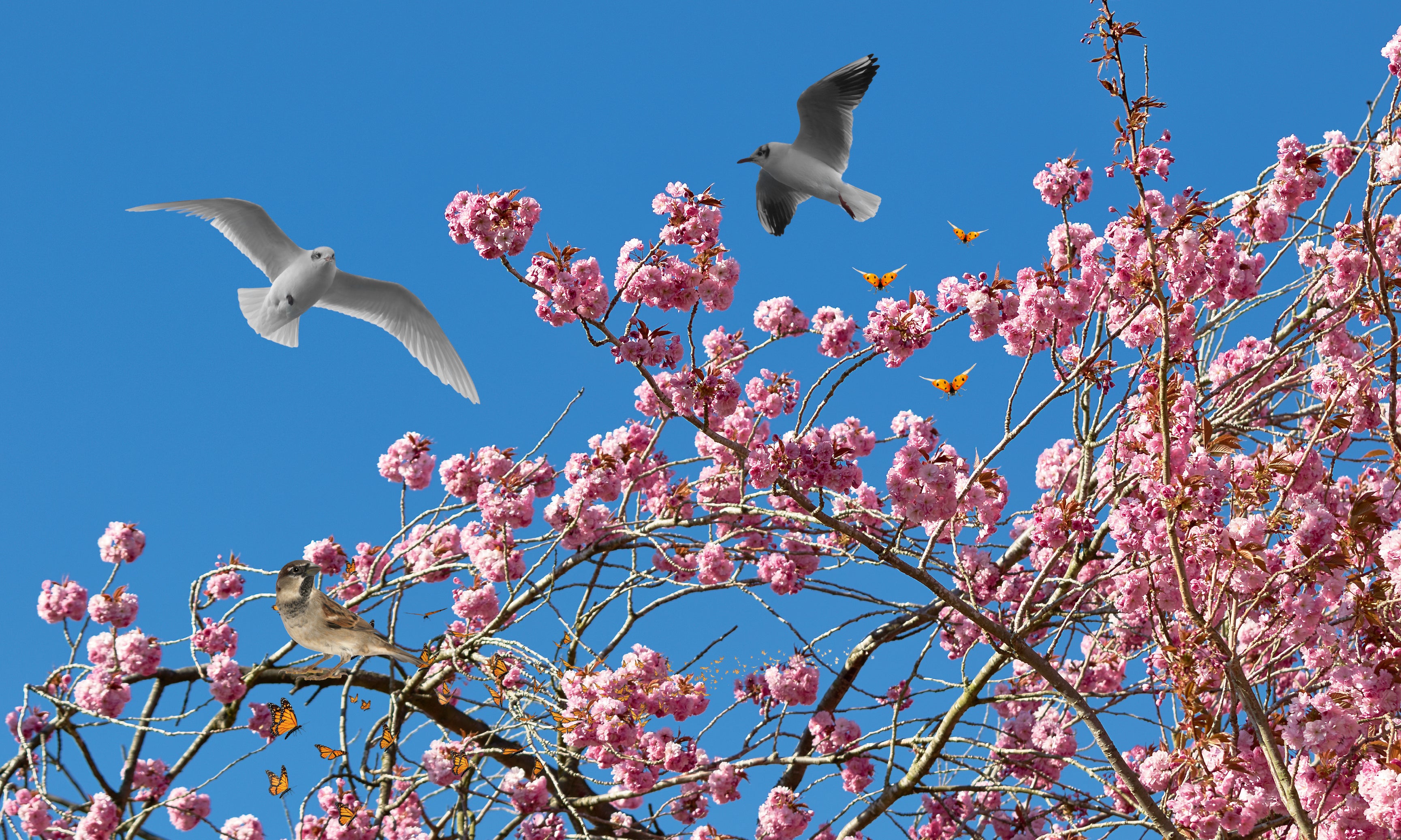CeilingFramesCollection-Blossom-120x80cm.jpg