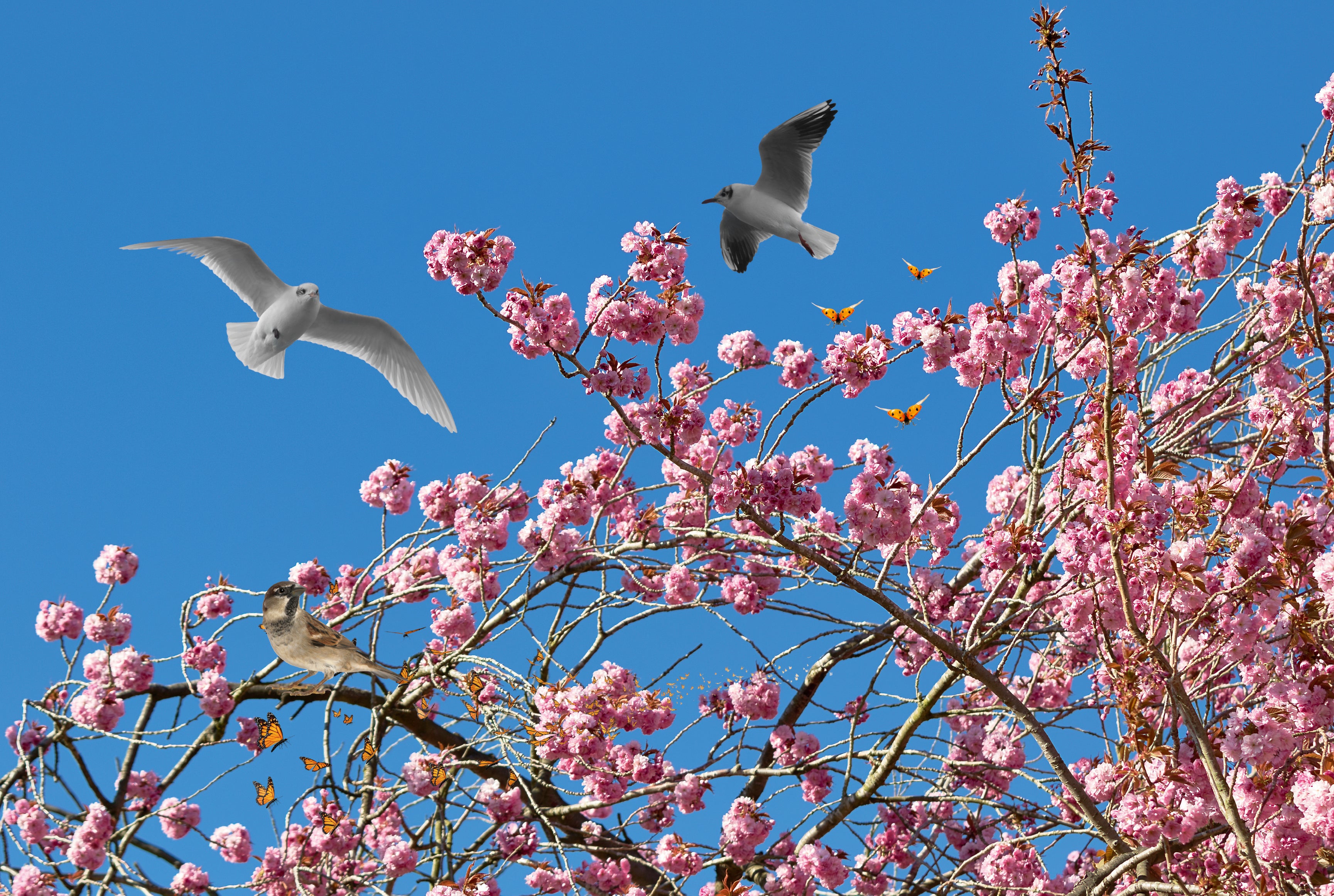 Ceiling Frames Collection - Blossom