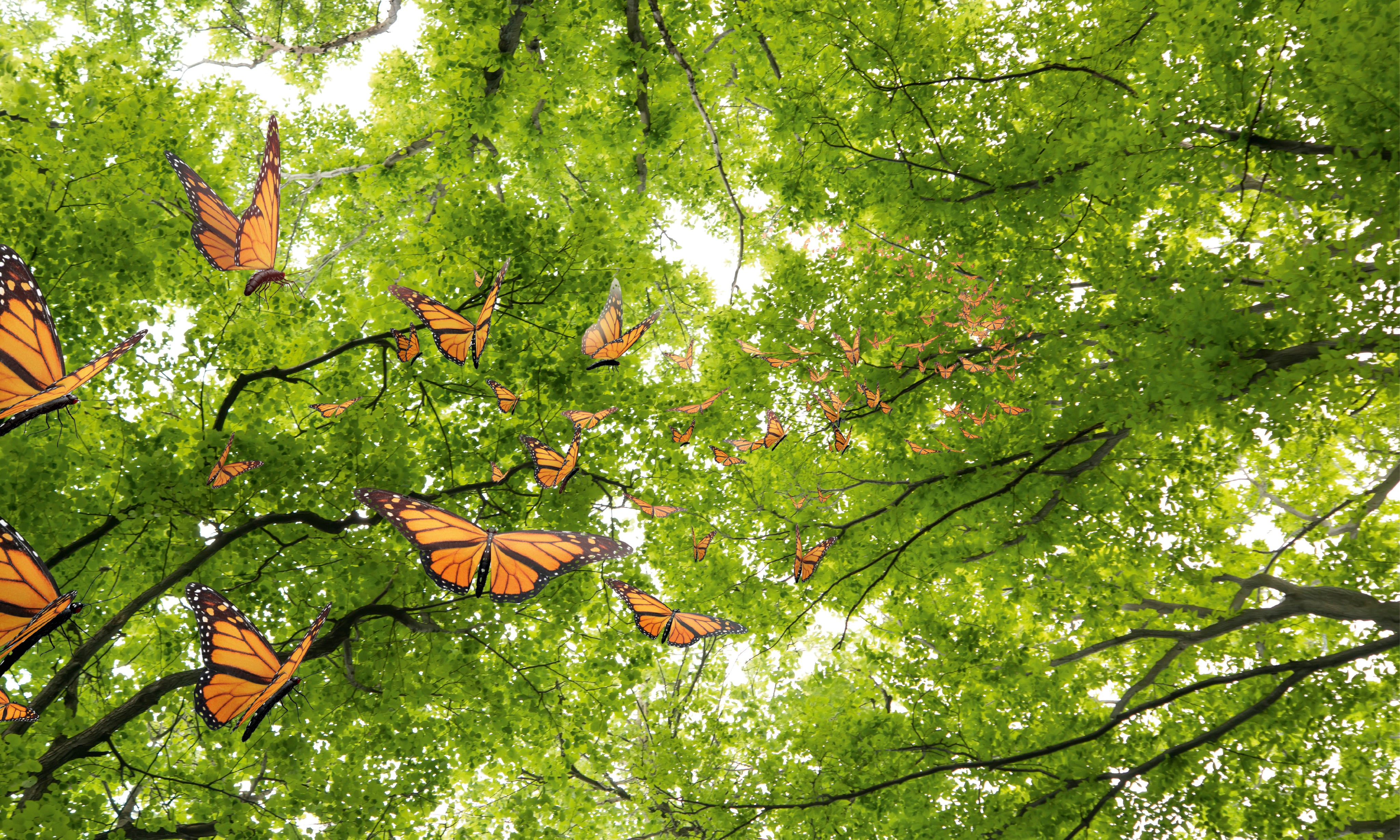 CeilingFramesCollection-Butterflies-150x100cm.jpg