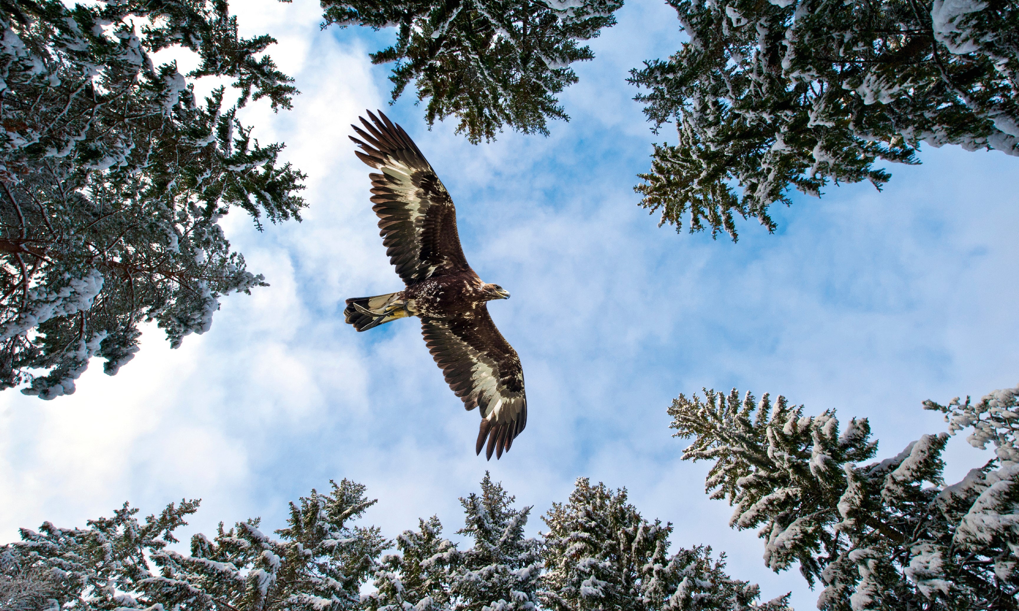 CeilingFramesCollection-Eagle-120x80cm.jpg