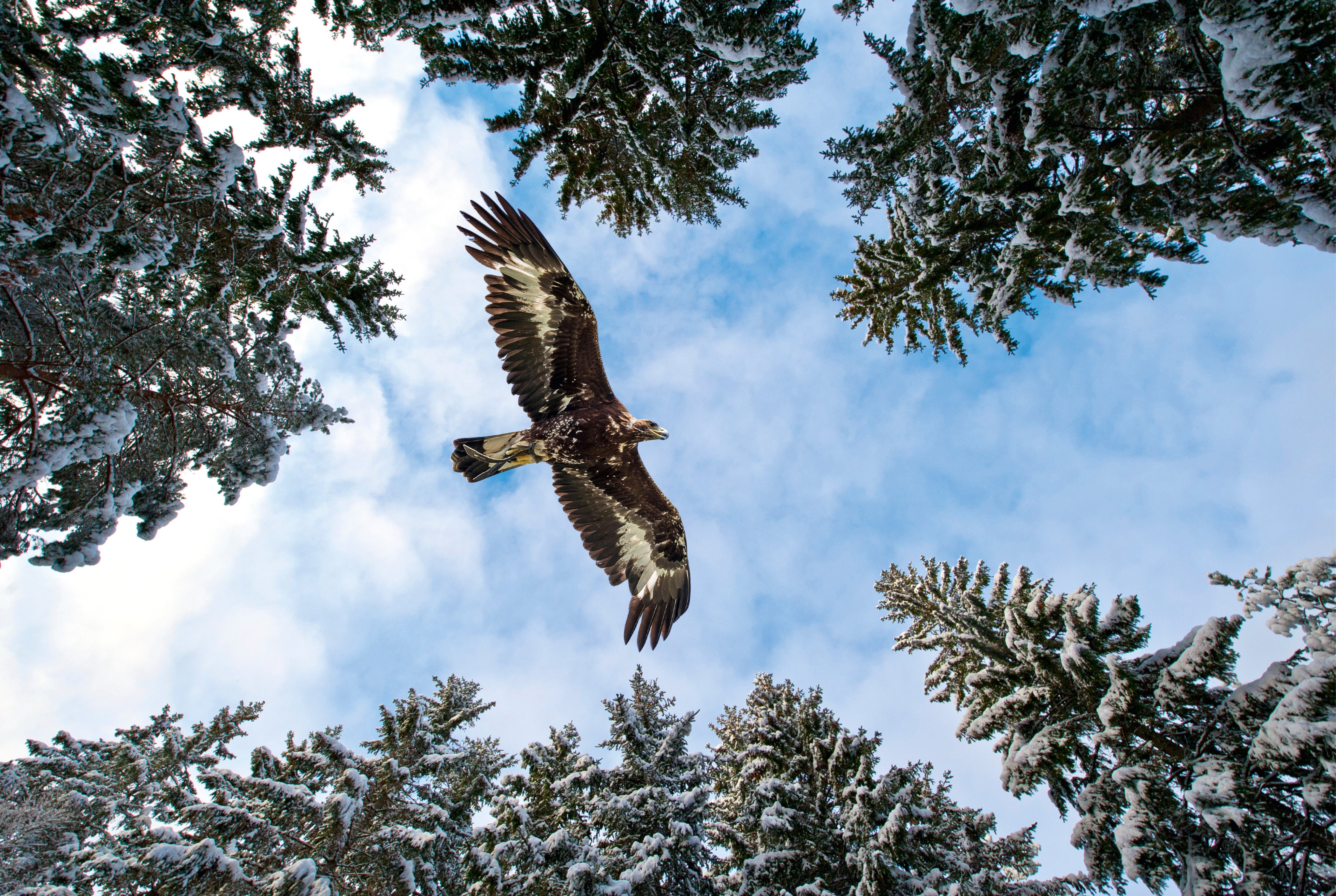 Ceiling Frames Collection - Eagle
