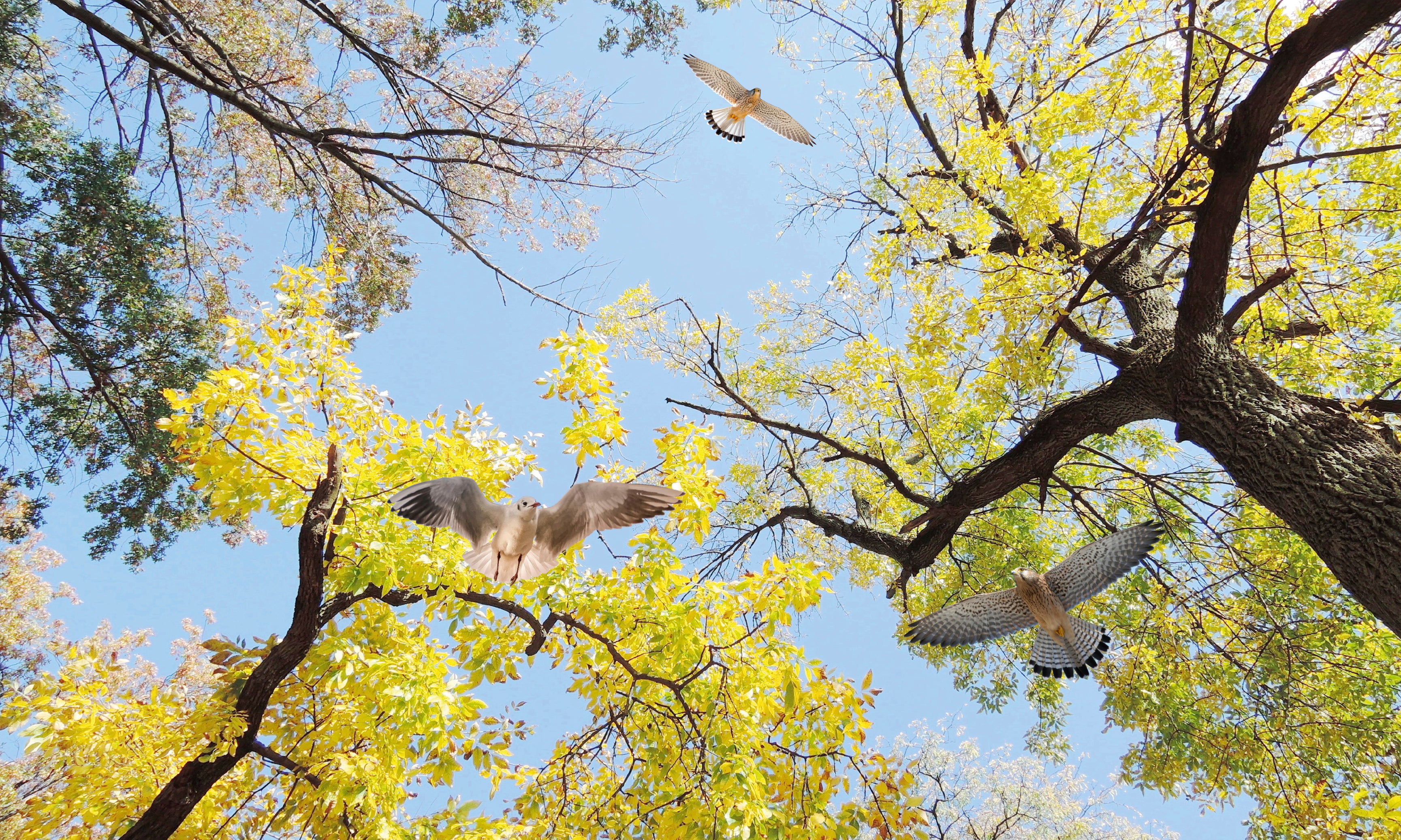 CeilingFramesCollection-Spring-120x80cm.jpg