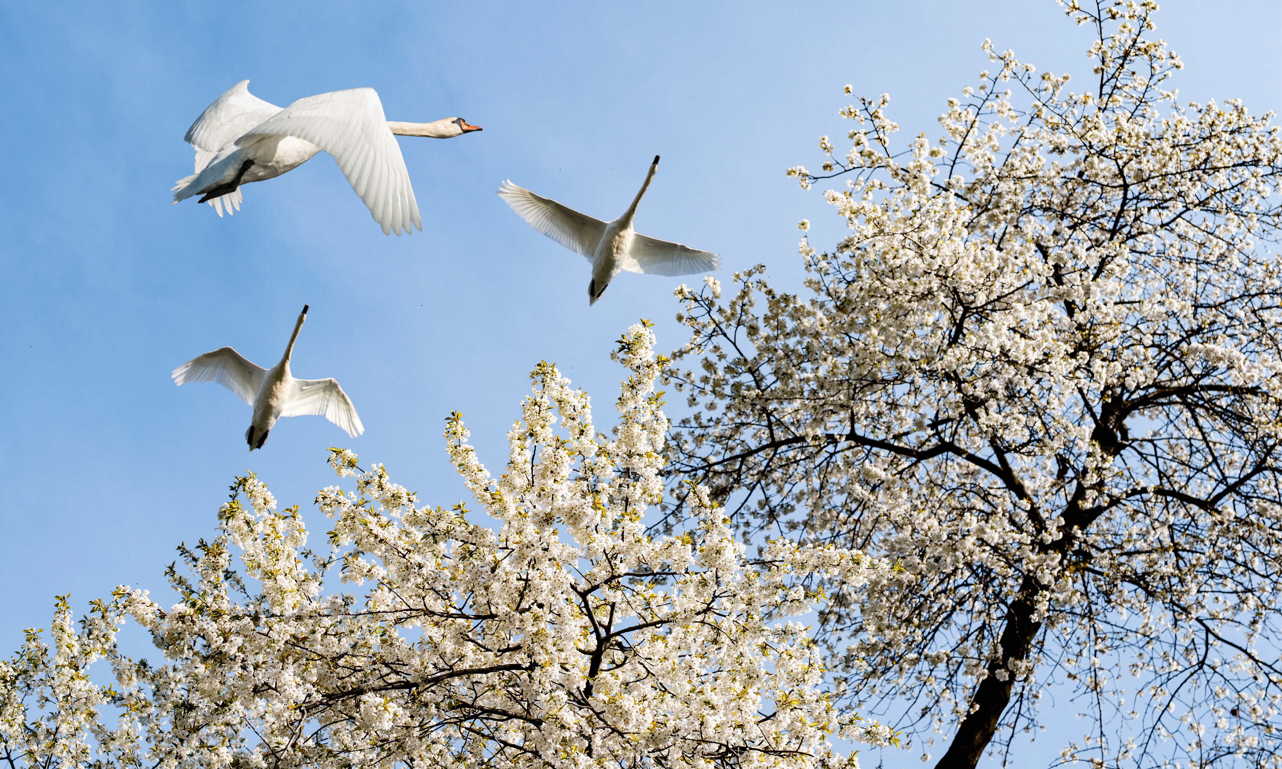 CeilingFramesCollection-Swans-150x100cm.jpg