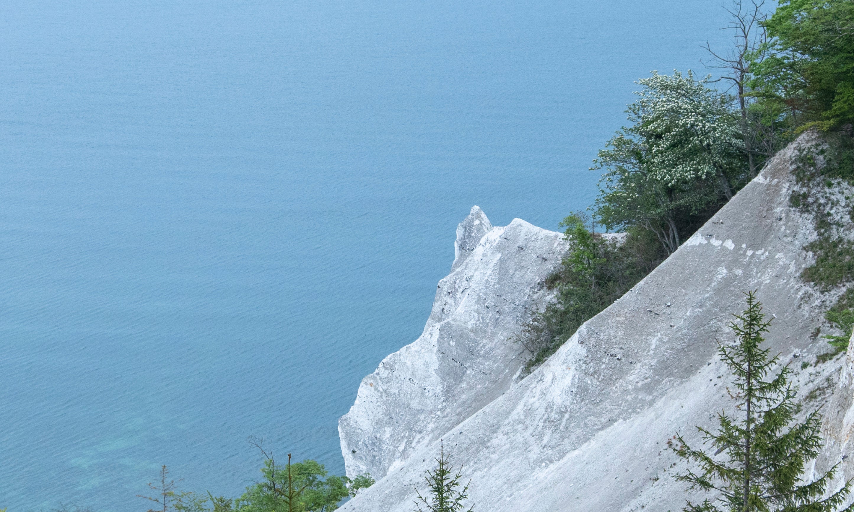 Chalkcliffsatsea_sedge-100x150cm.jpg