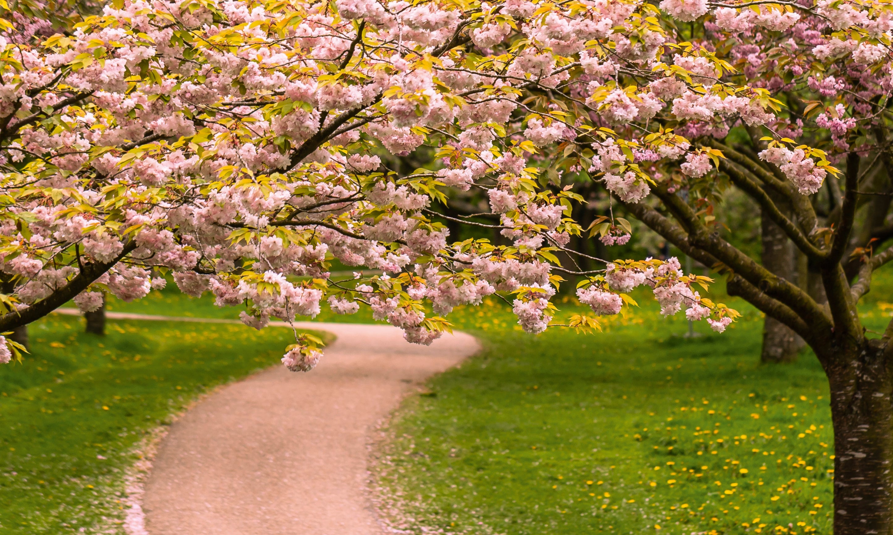 Cherryblossomavenue-100x150cm.jpg