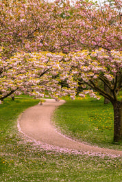 Cherry blossom avenue