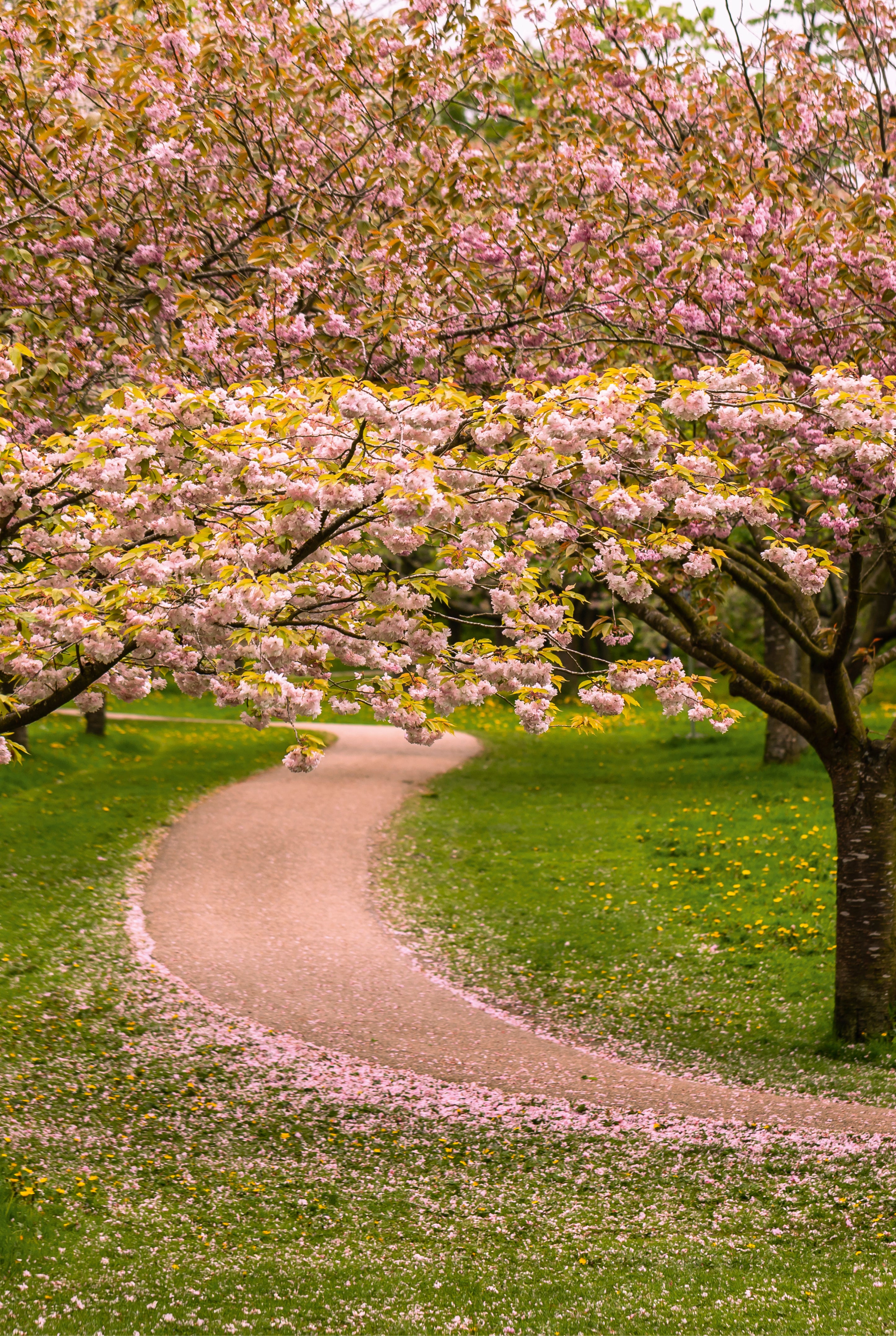 Cherry blossom avenue