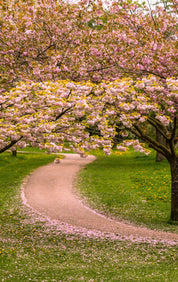 Cherry blossom avenue