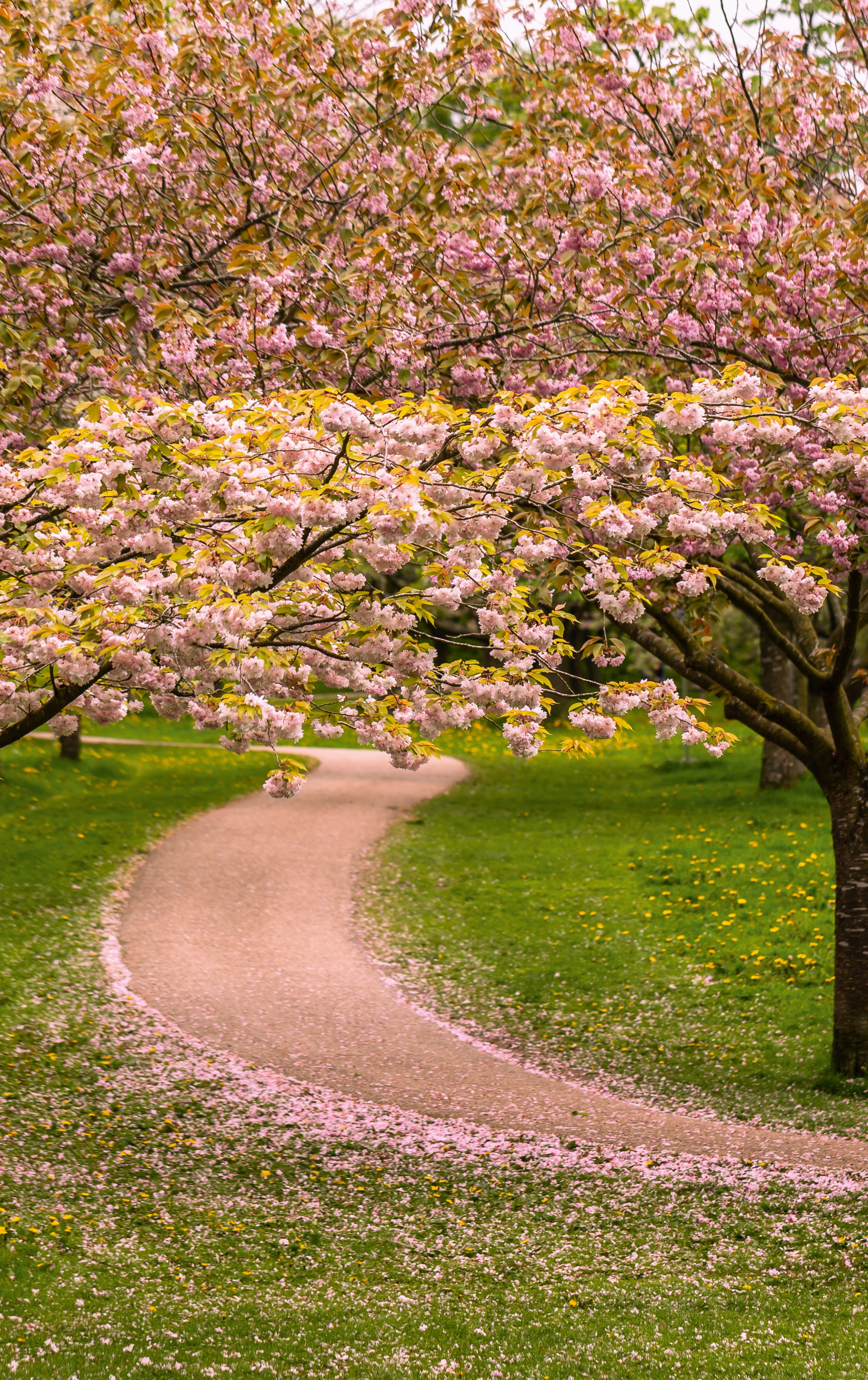 Cherry blossom avenue