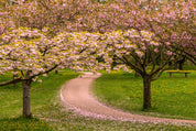 Cherry blossom avenue