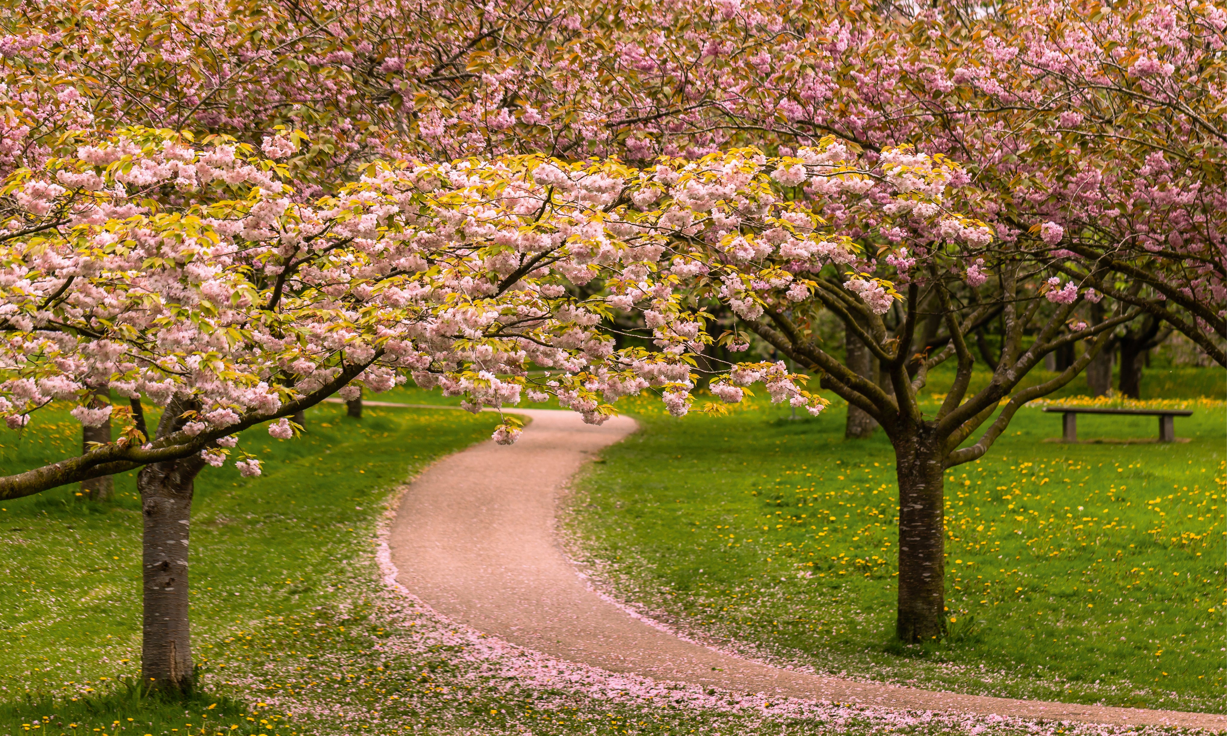 Cherryblossomavenue-150x100cm.jpg