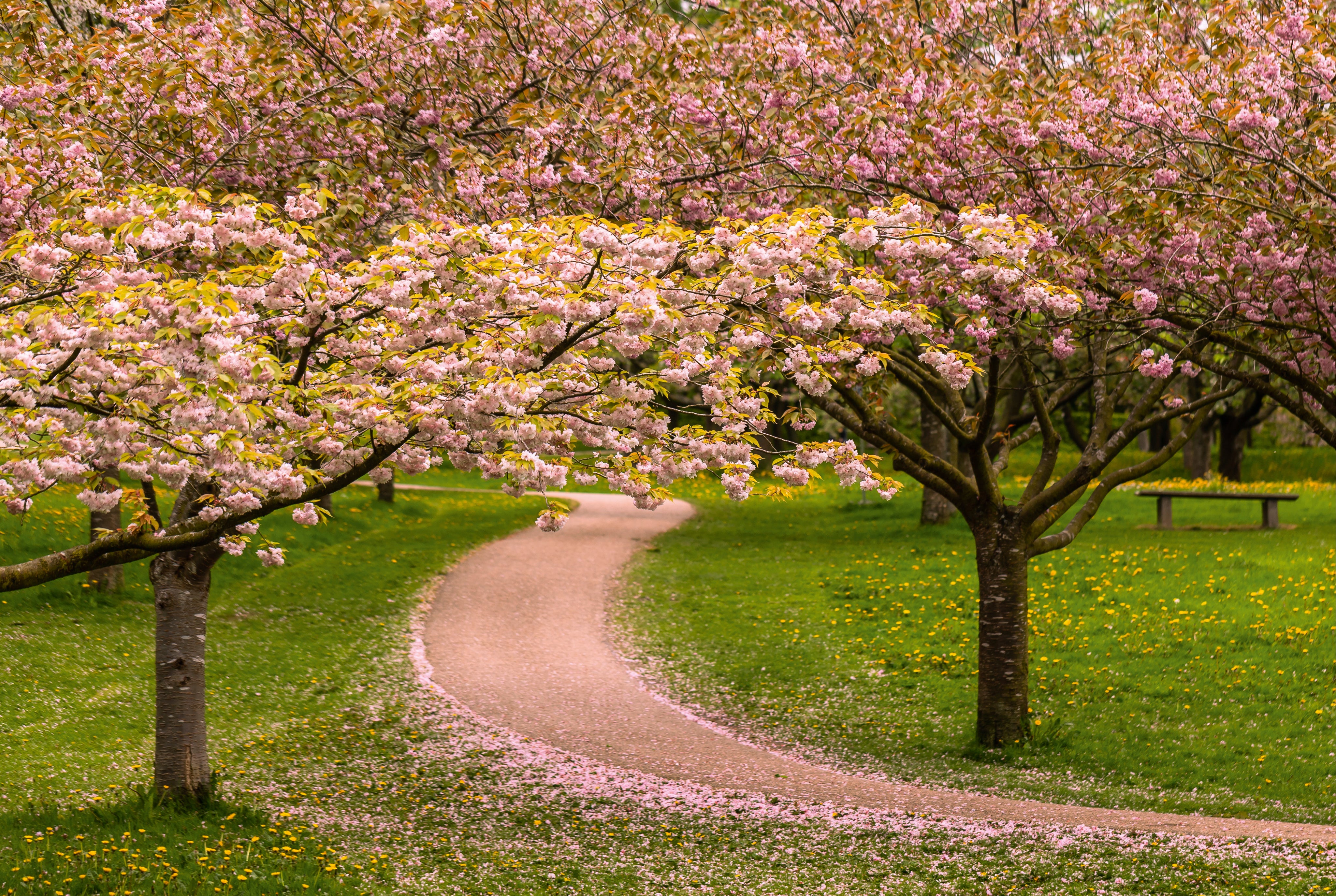 Cherry blossom avenue