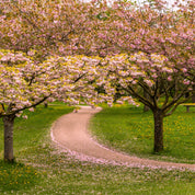 Cherry blossom avenue