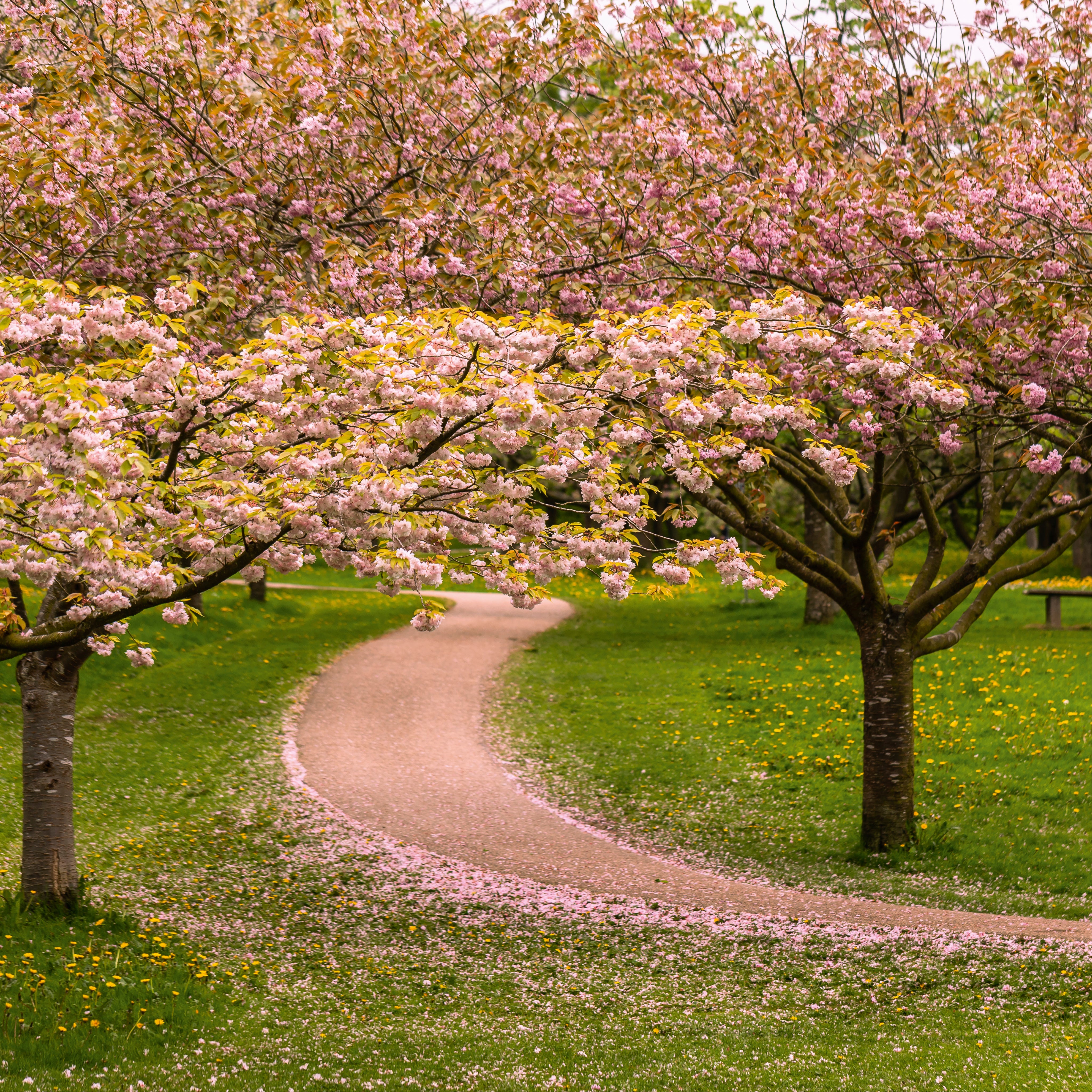 Cherry blossom avenue