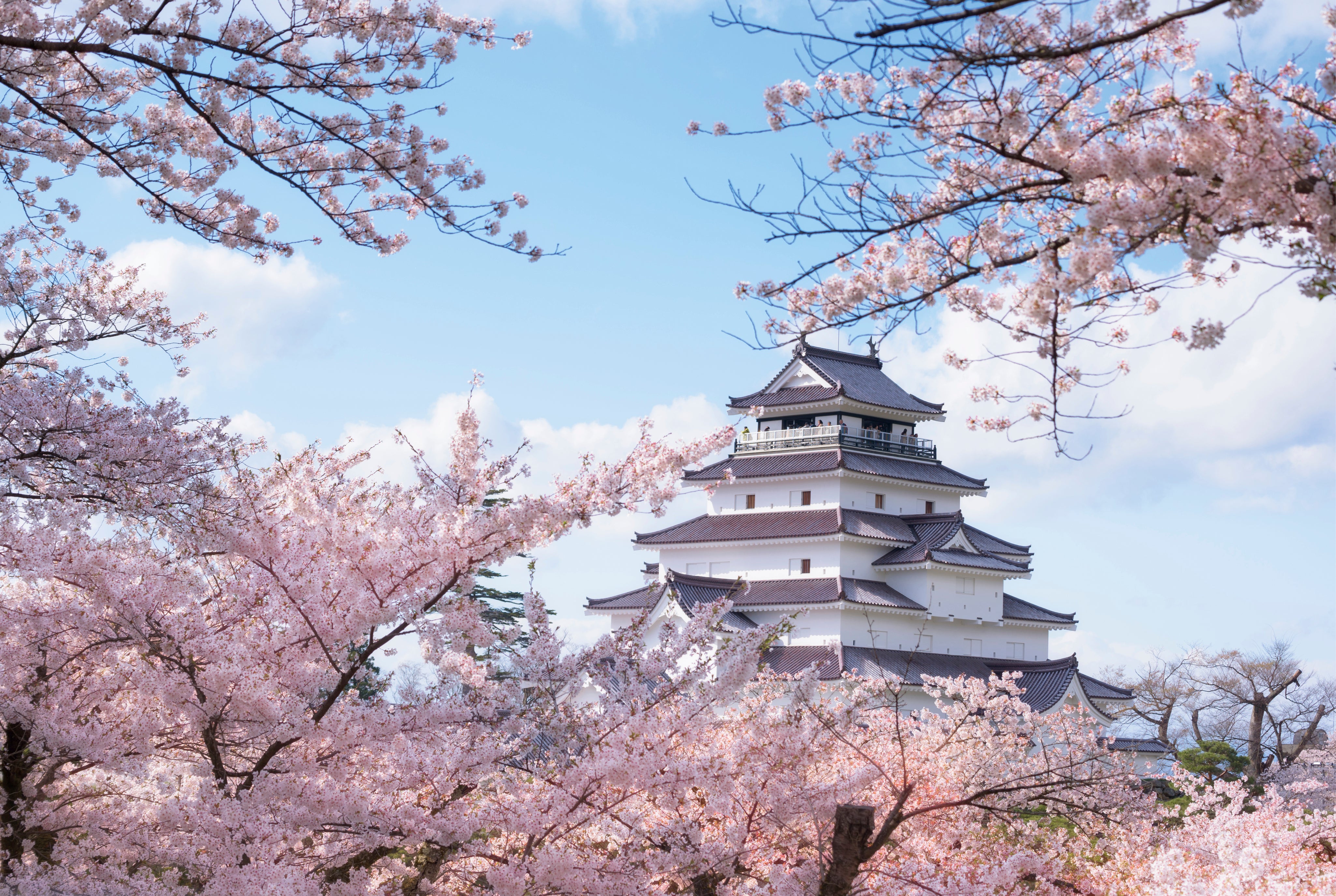Cherry citadel