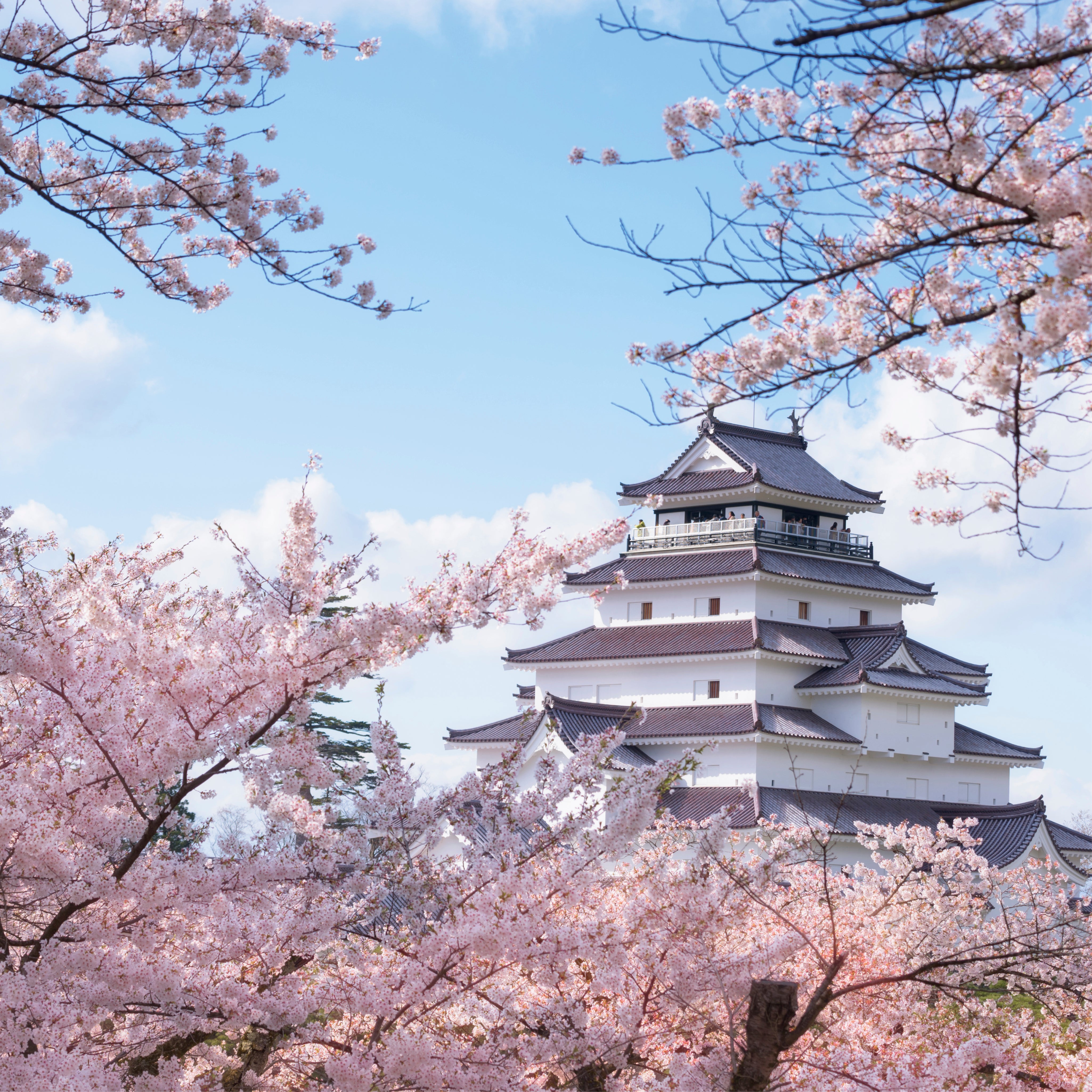 Cherry citadel