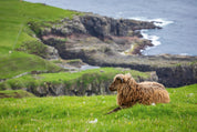 Coast wool