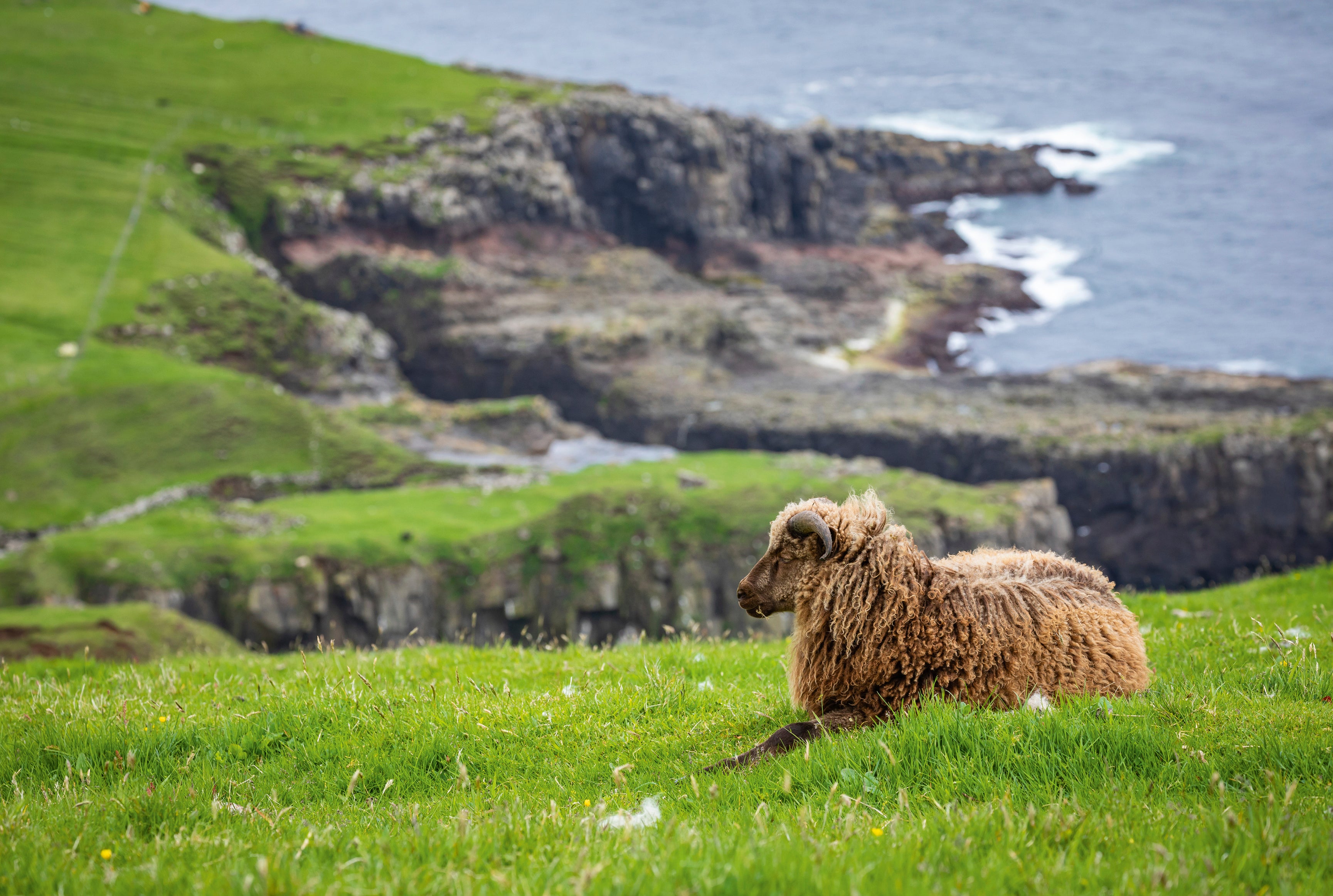 Coast wool