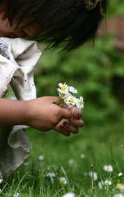 Daisy gentleness
