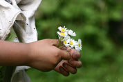 Daisy gentleness