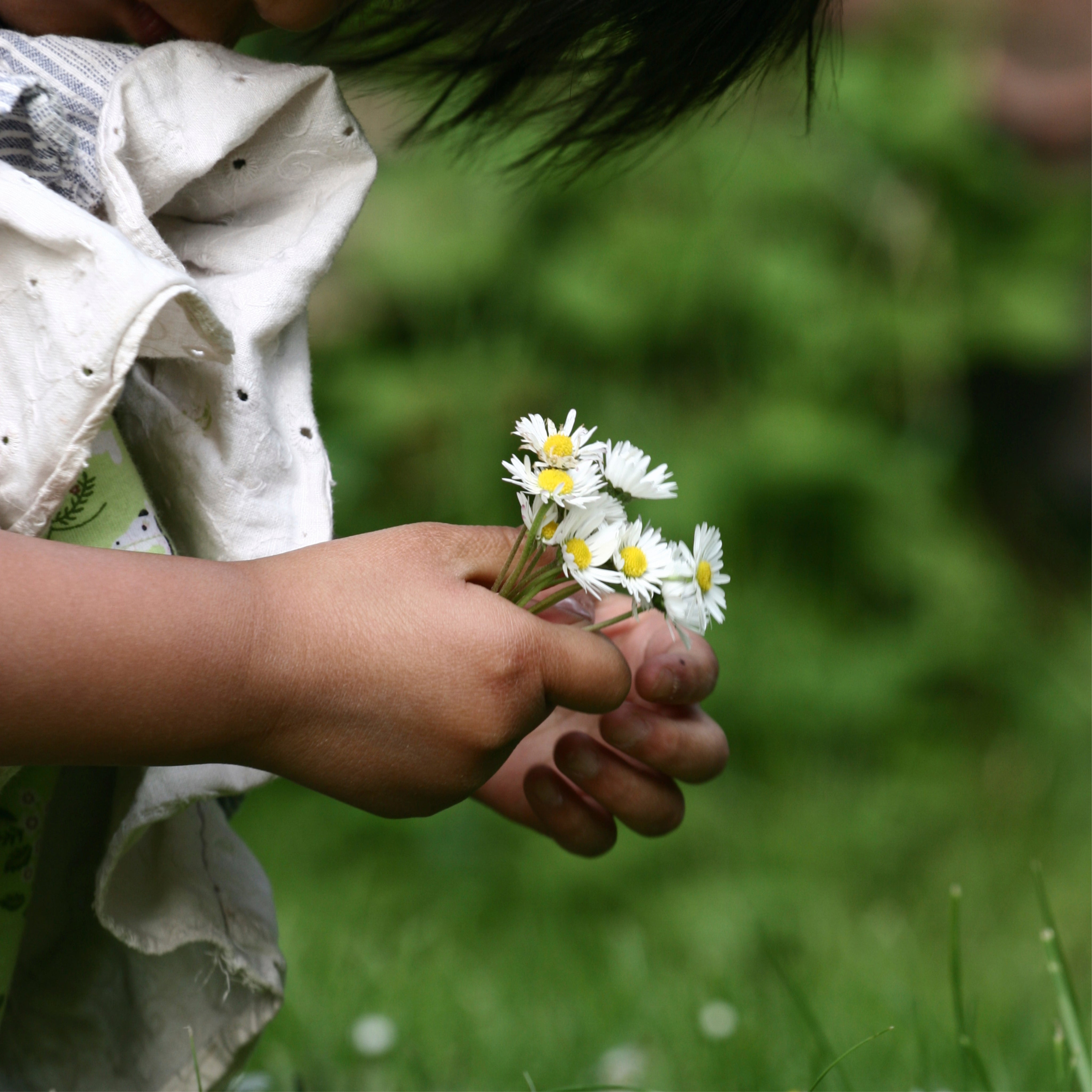 Daisy gentleness
