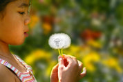 Dandelion wishes