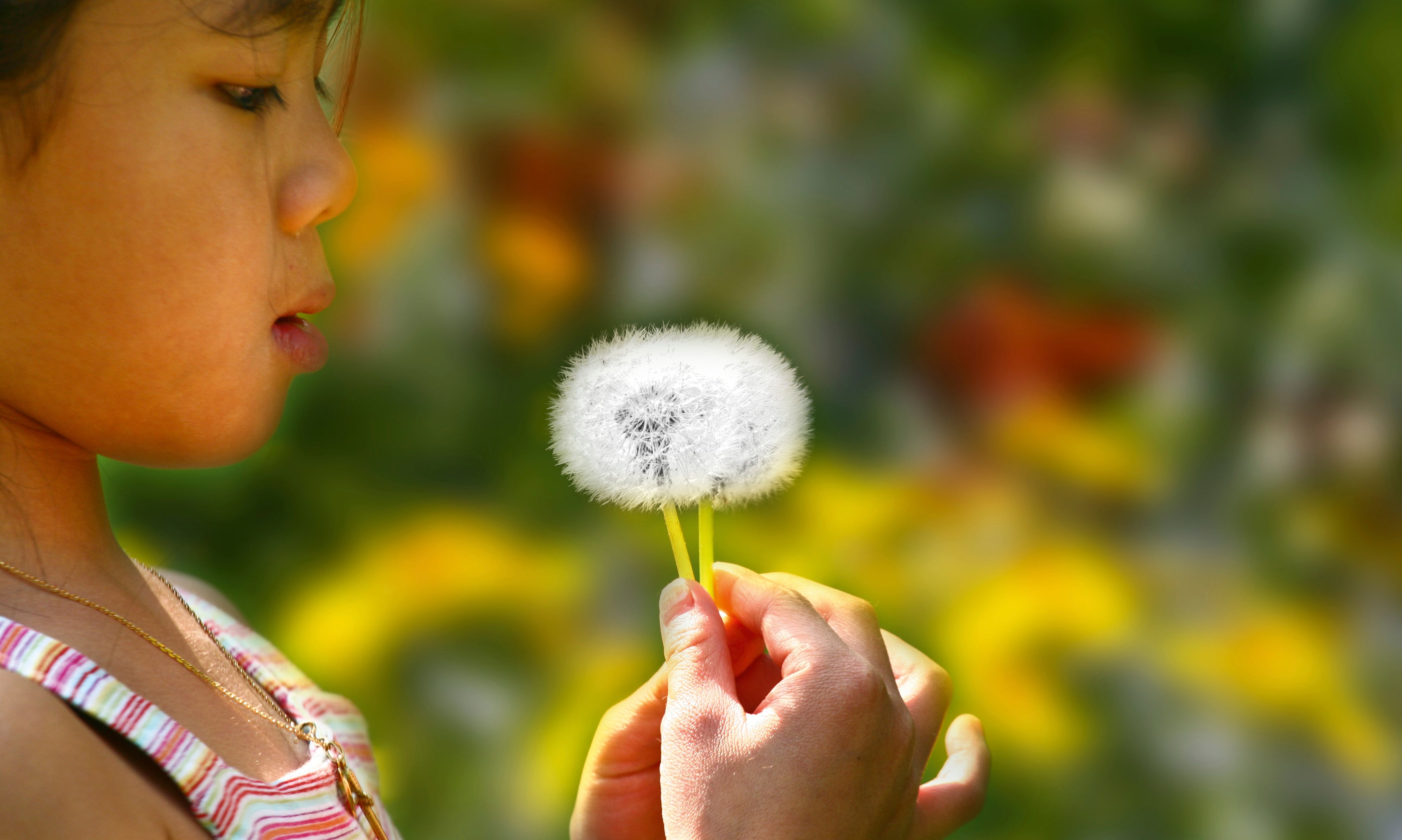 Dandelionwishes-120x80cm.jpg