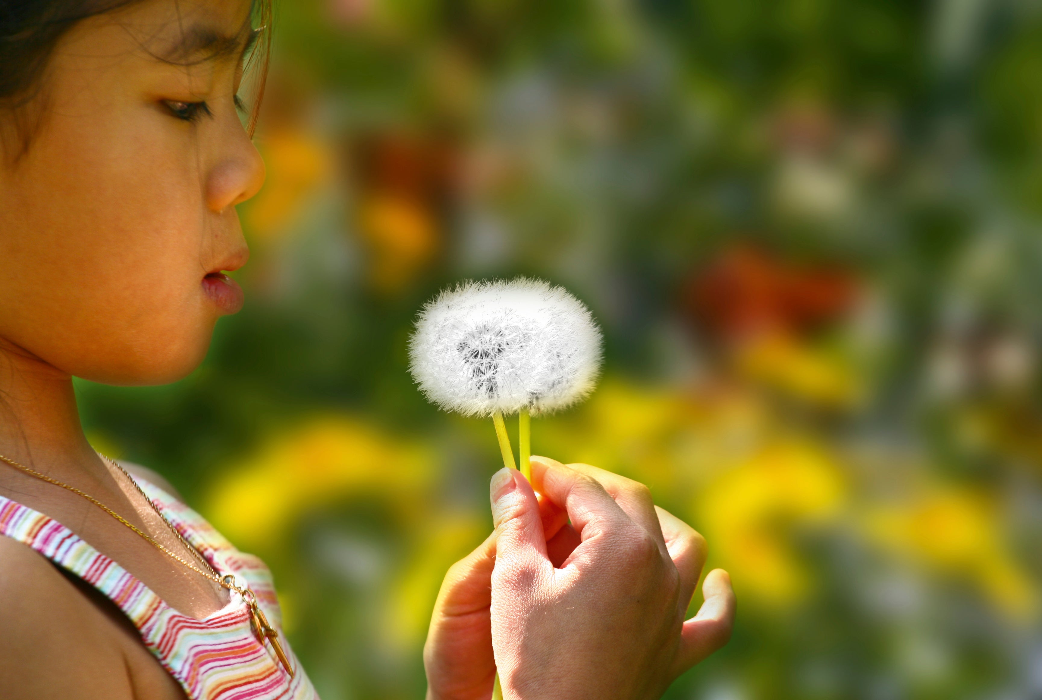 Dandelionwishes-120x80cm.jpg