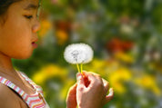 Dandelion wishes