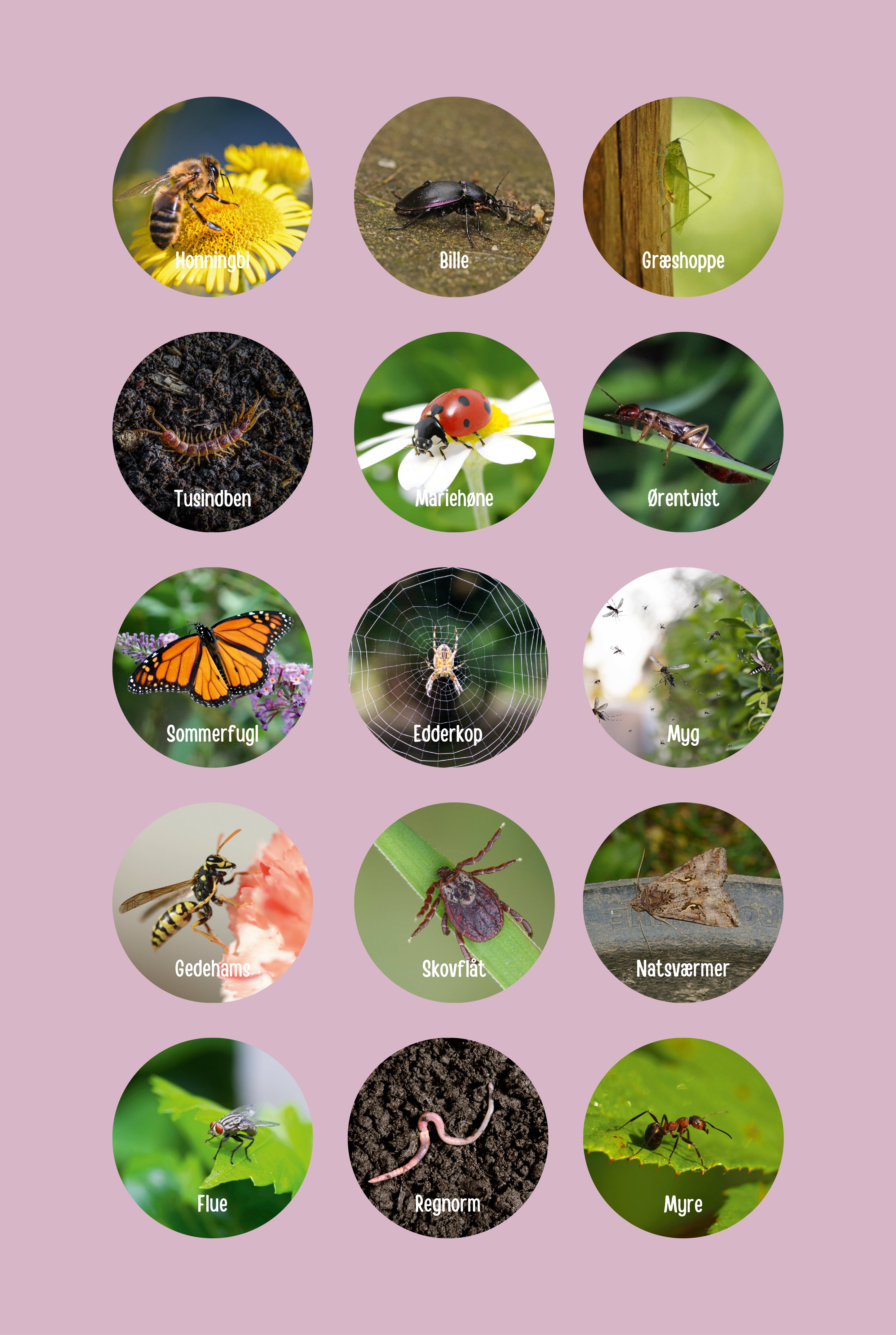 Danske insekter og smådyr