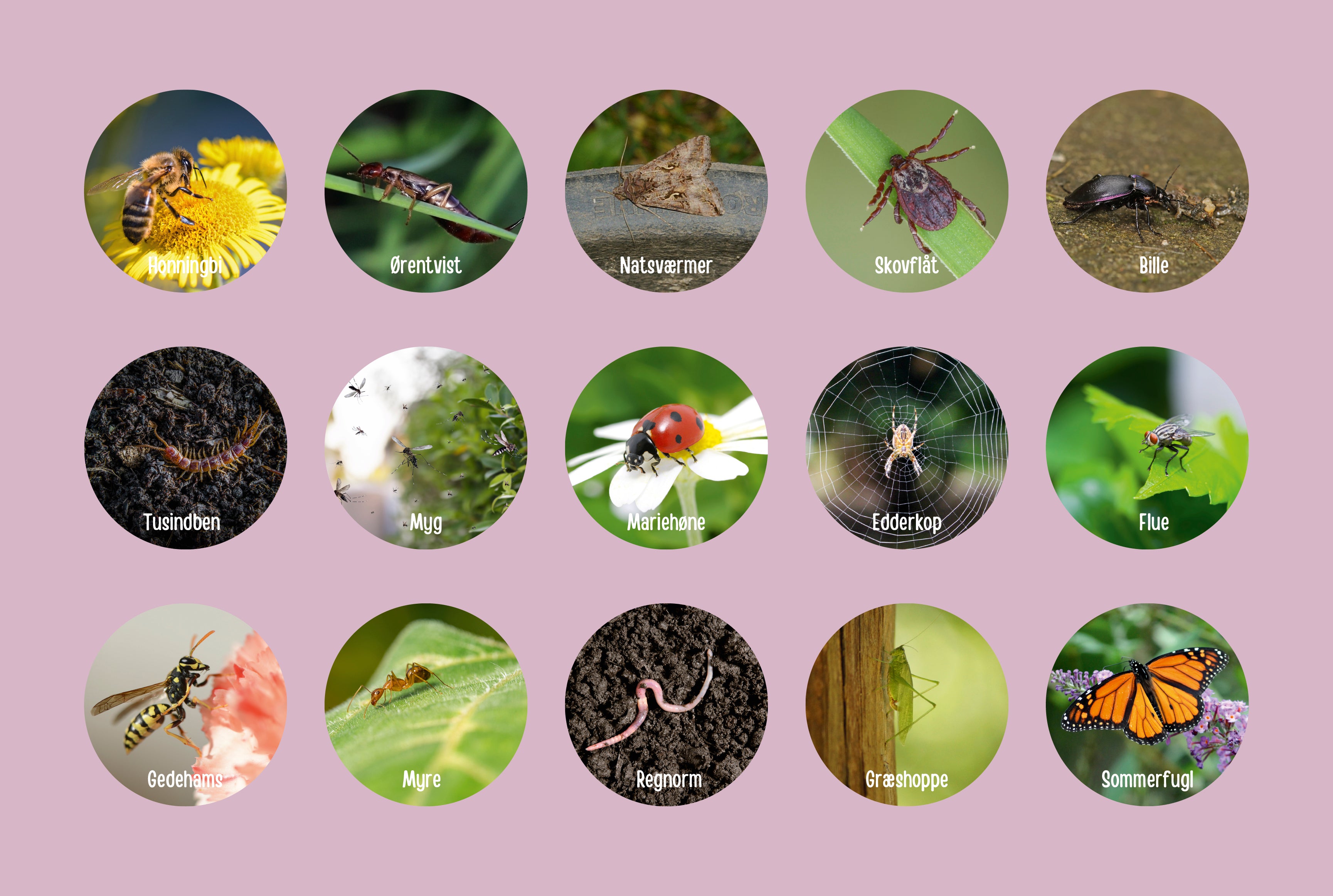 Danske insekter og smådyr