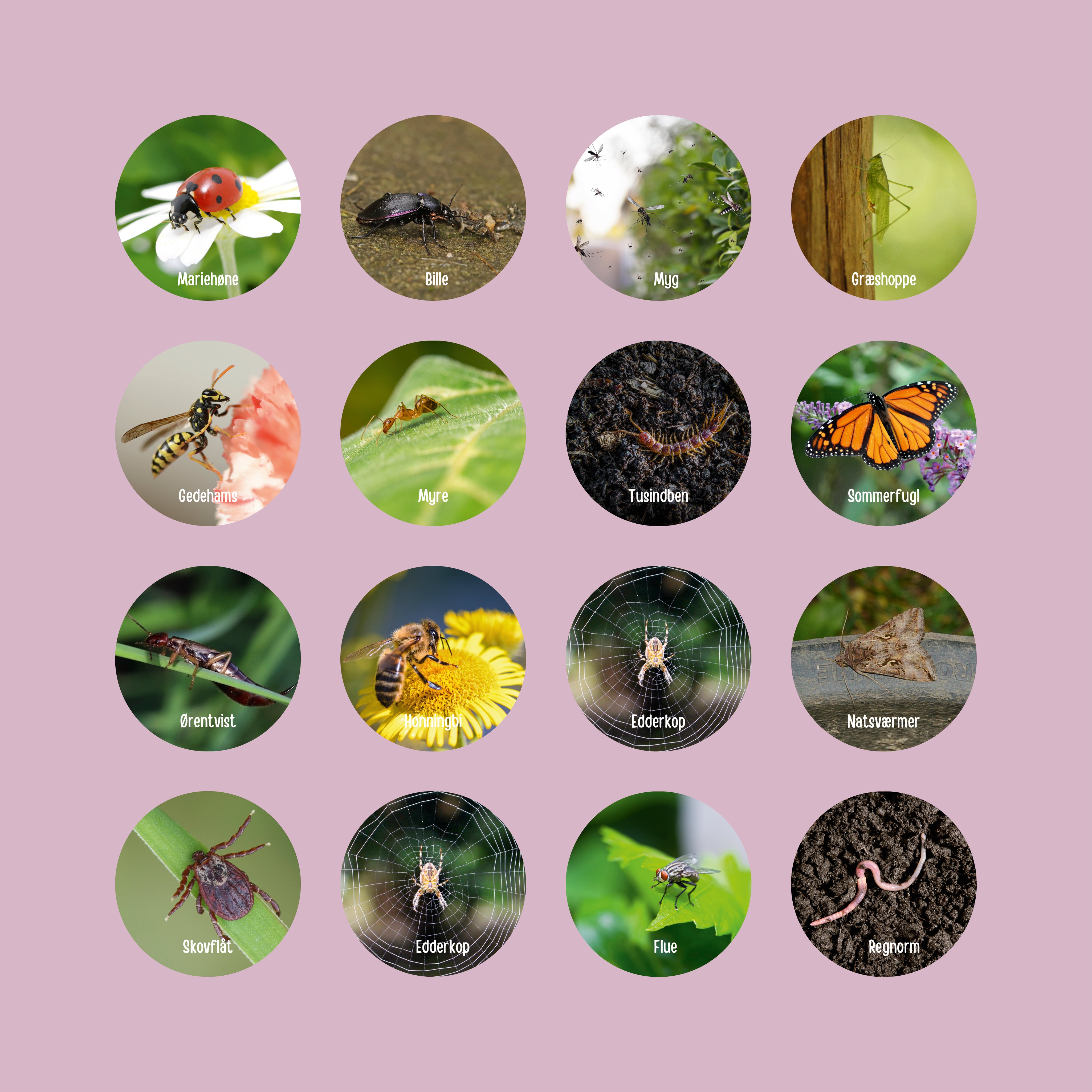 Danske insekter og smådyr