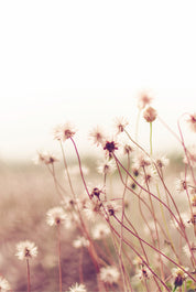 Dreamdust
