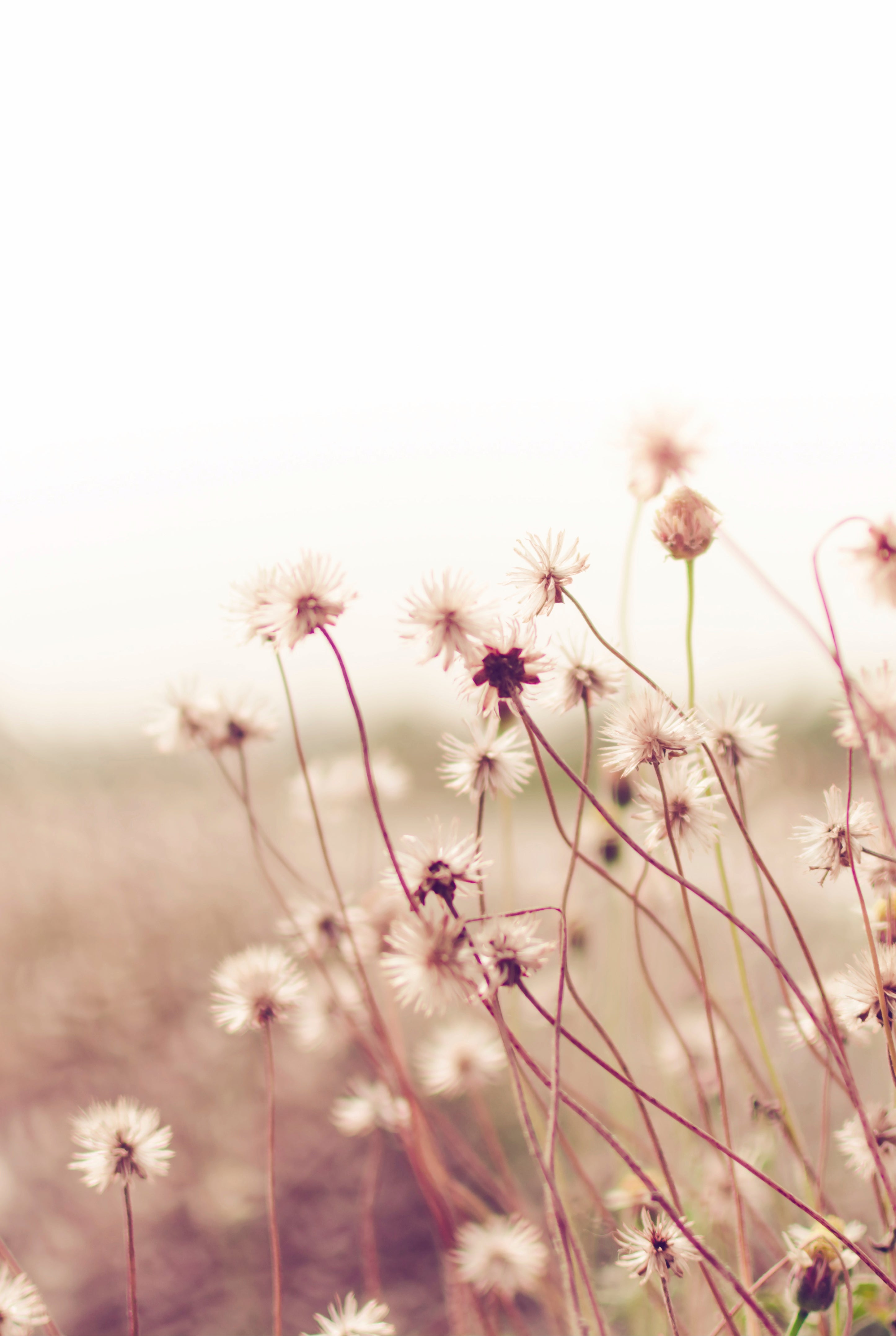 Dreamdust