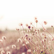 Dreamdust