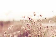Dreamdust