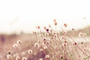 Dreamdust