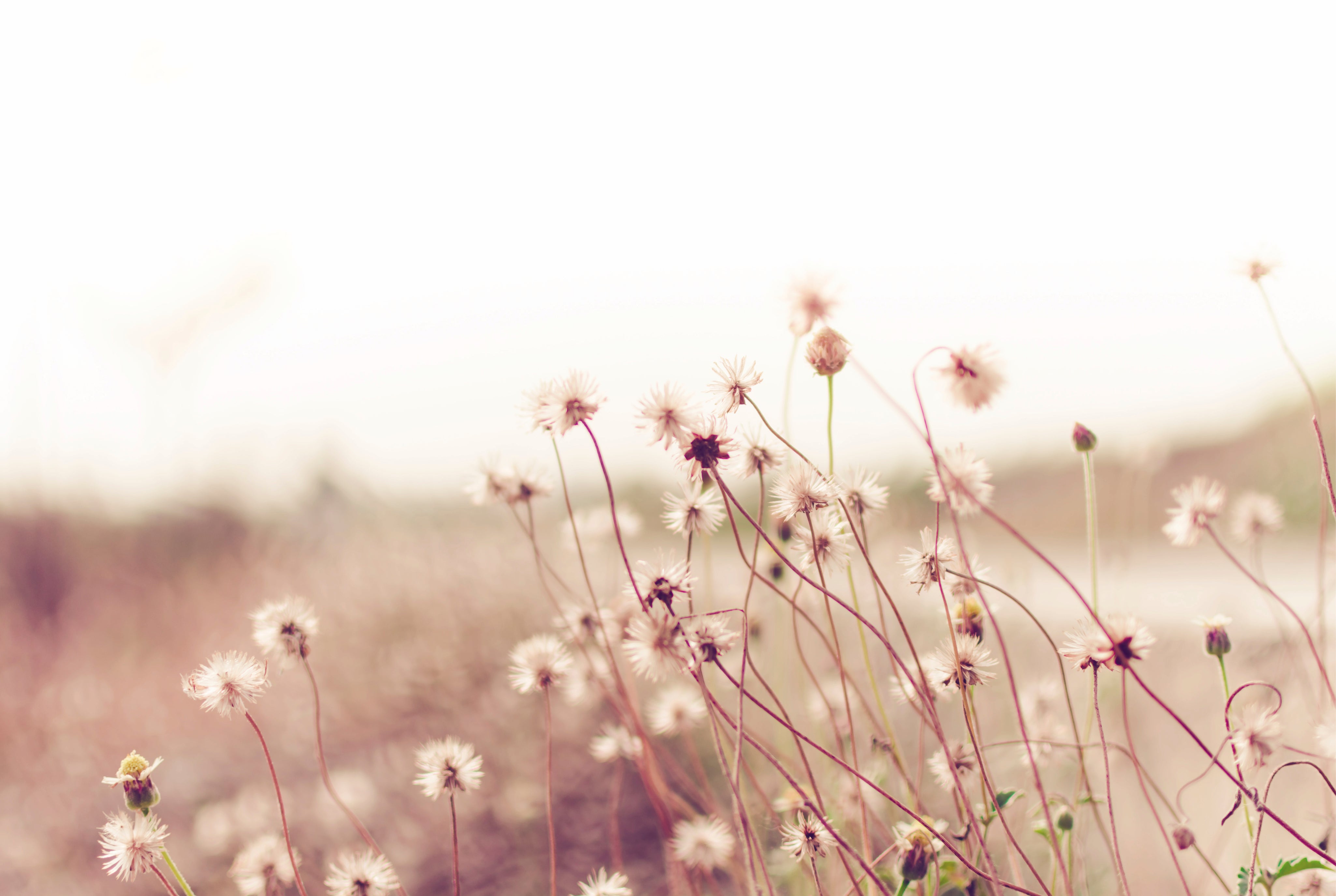 Dreamdust