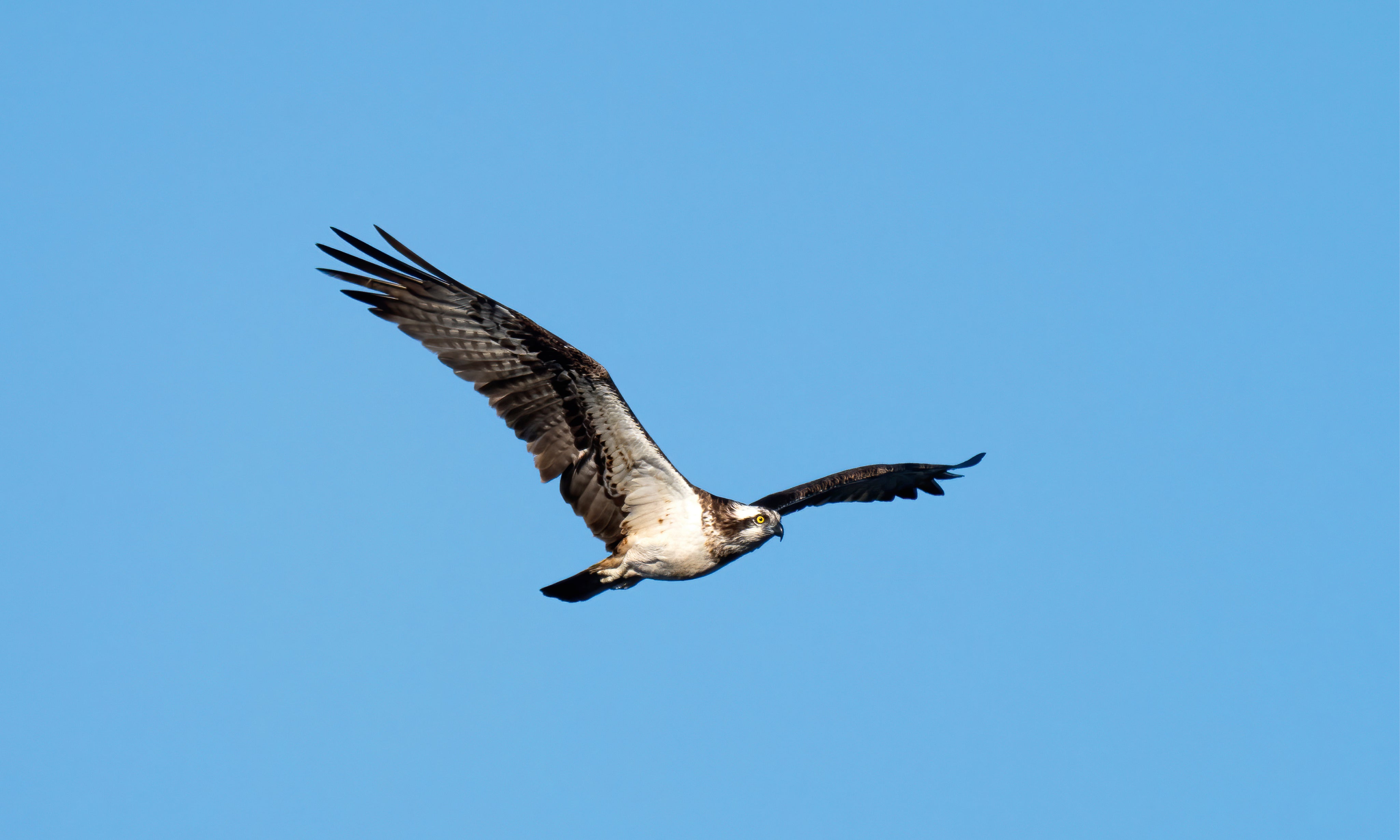 Eaglespirit-150x100cm.jpg