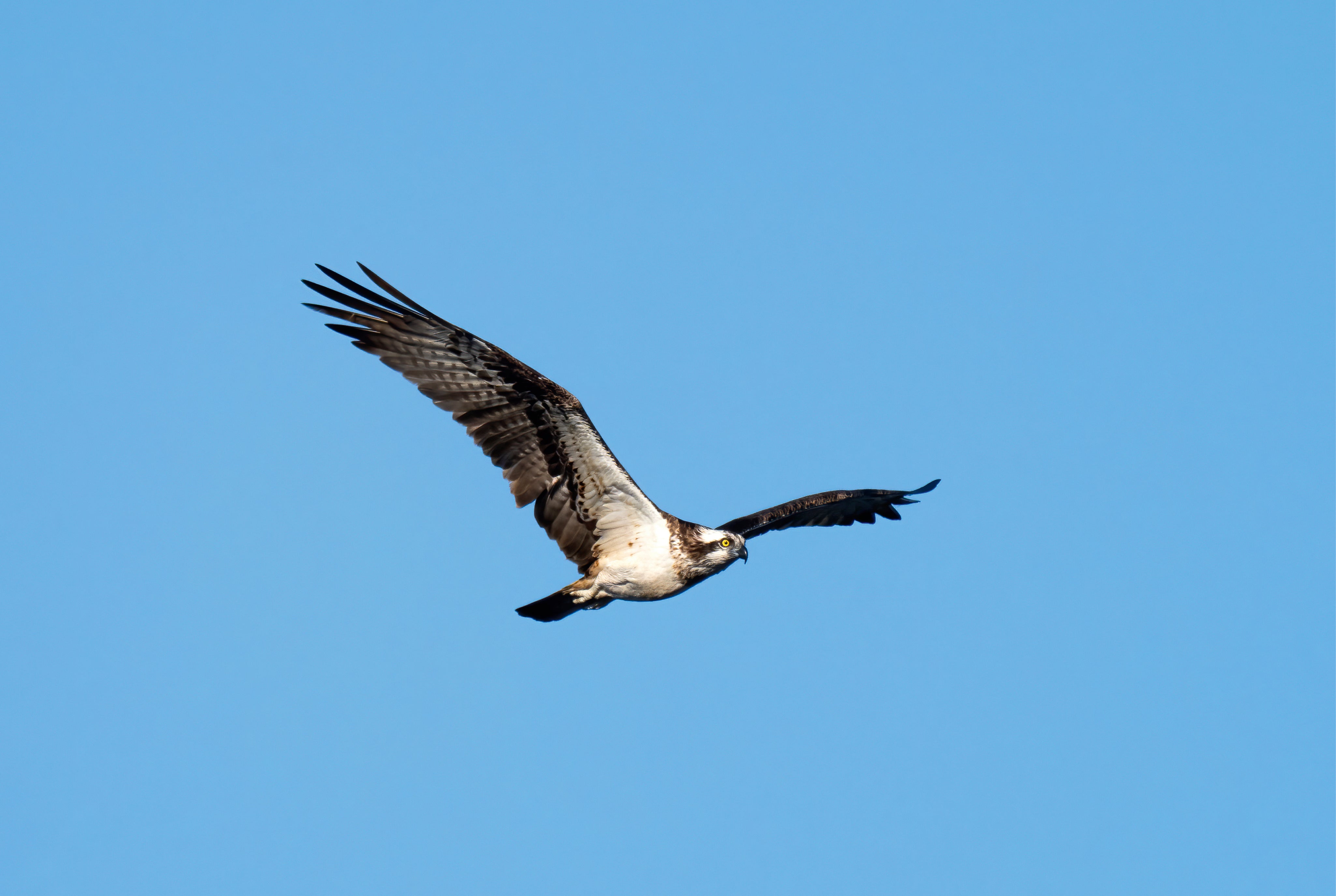 Eagle spirit