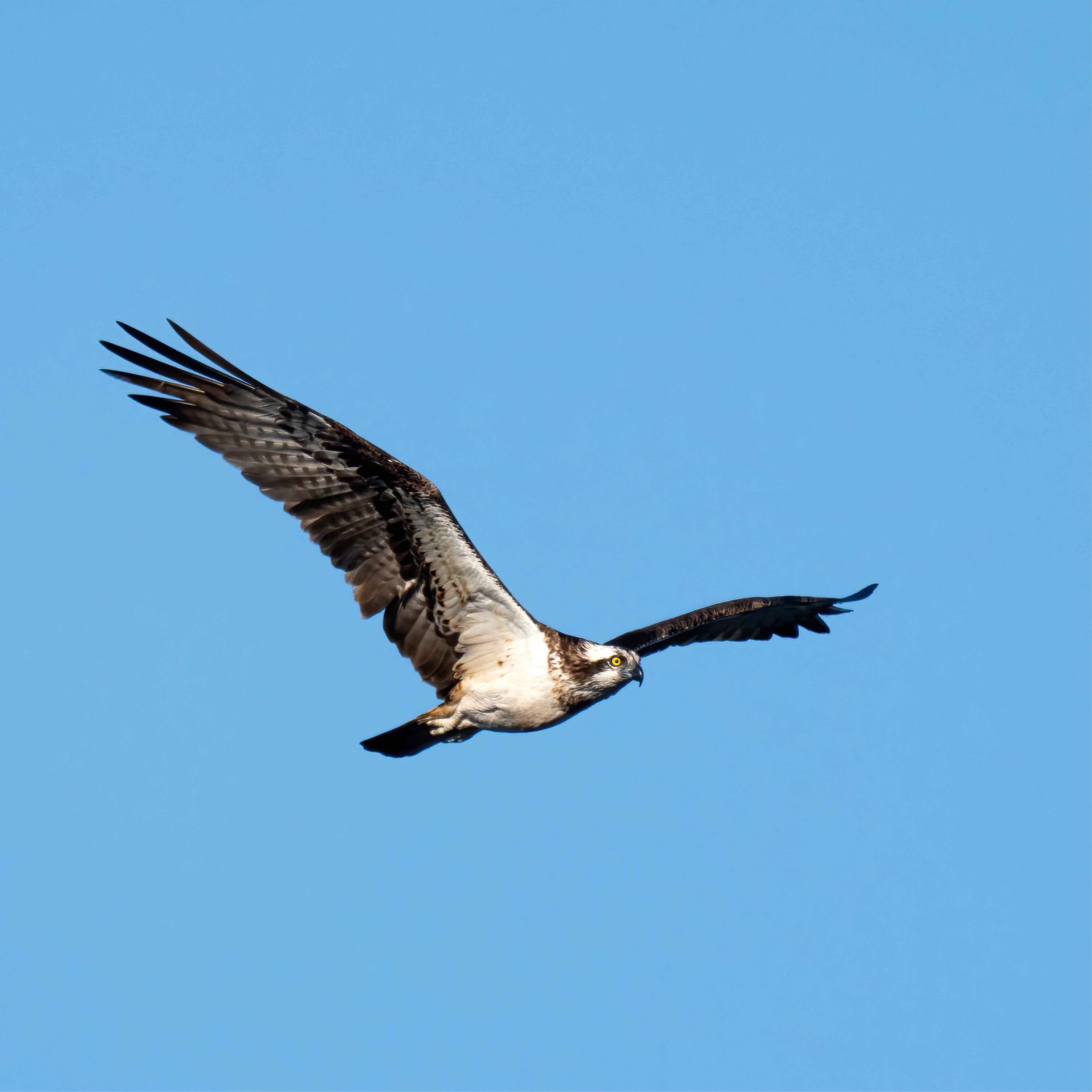 Eagle spirit
