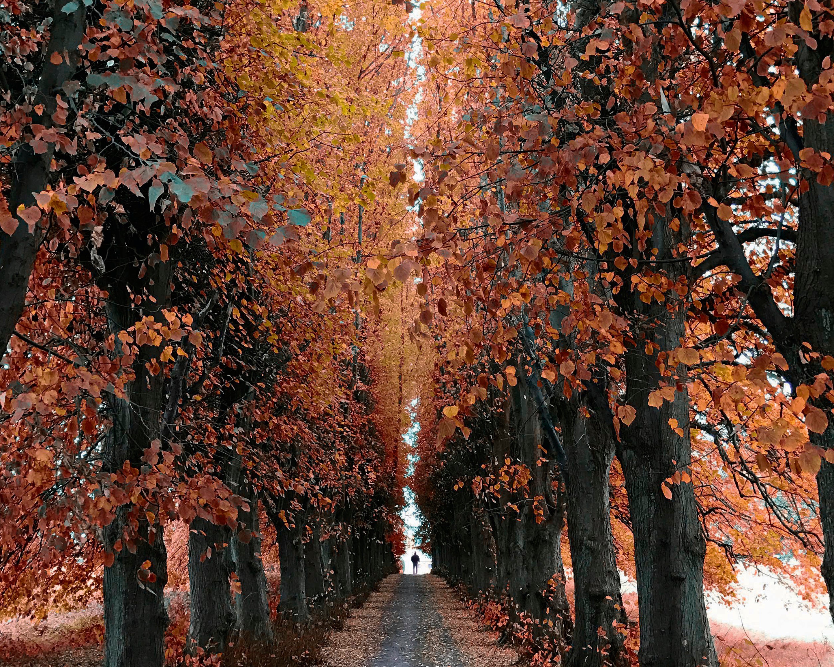 Echoesinthegrove-100x150cm.jpg