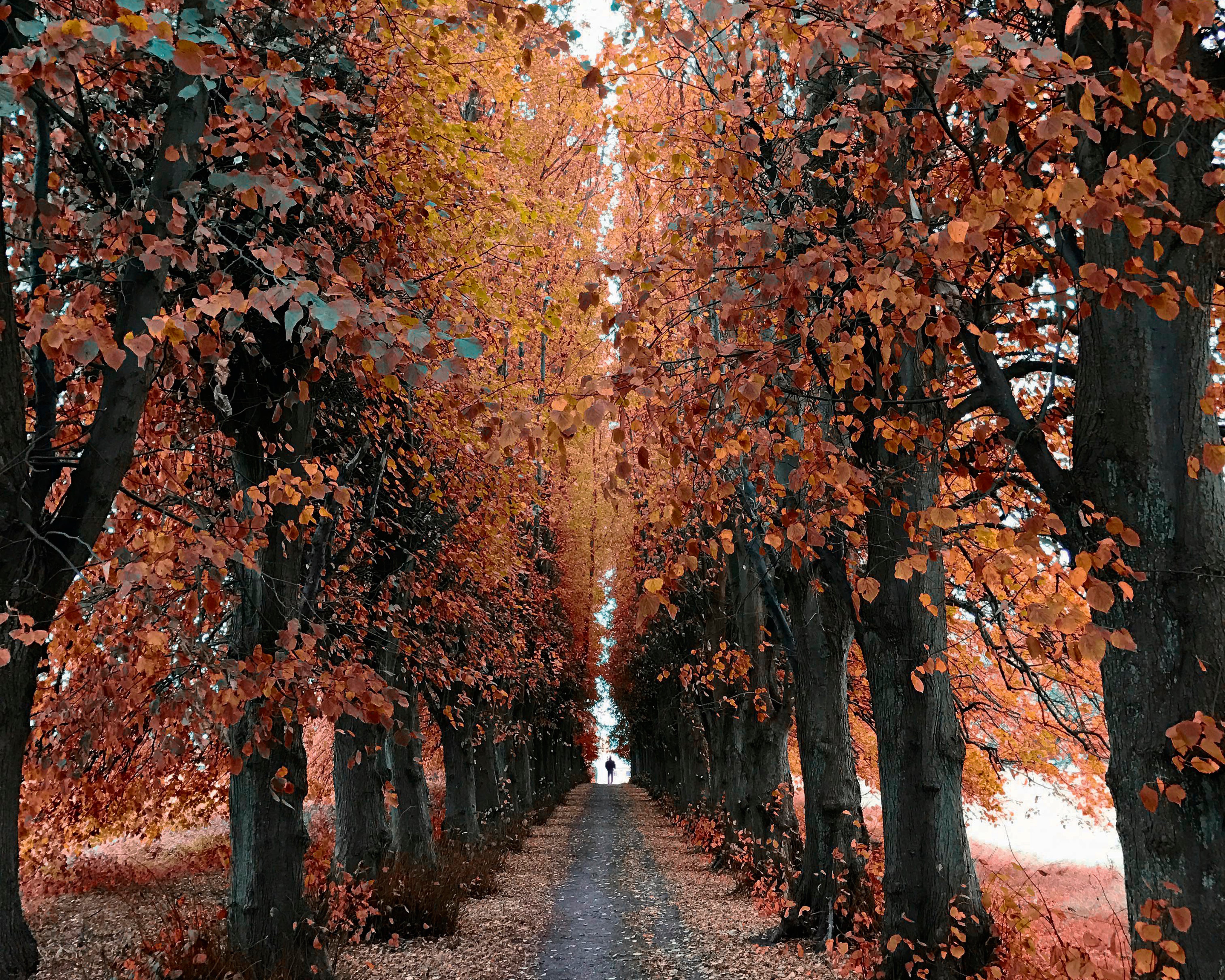 Echoesinthegrove-150x150cm.jpg