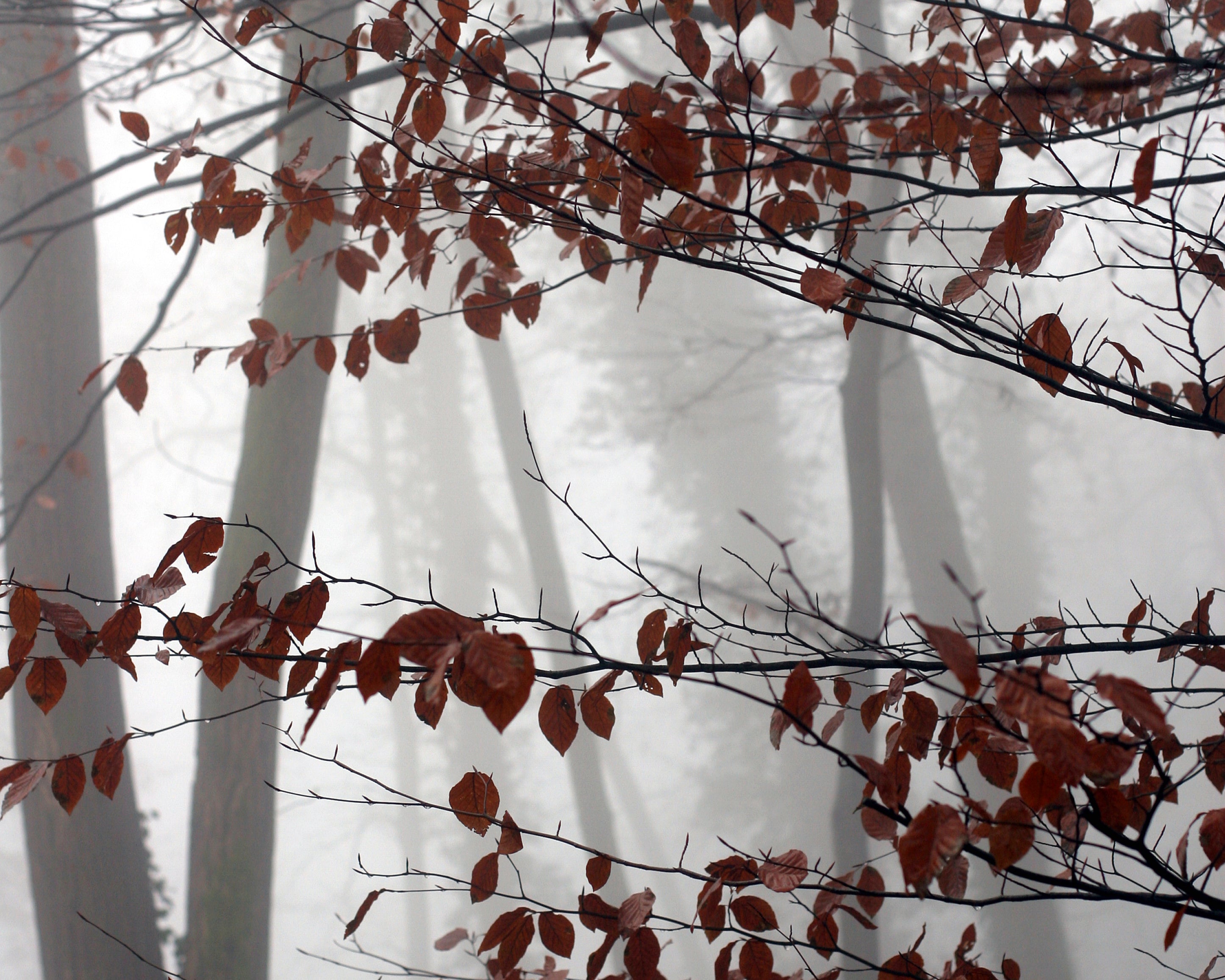 Echoofautumn-100x150cm.jpg