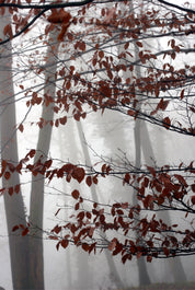 Echo of autumn