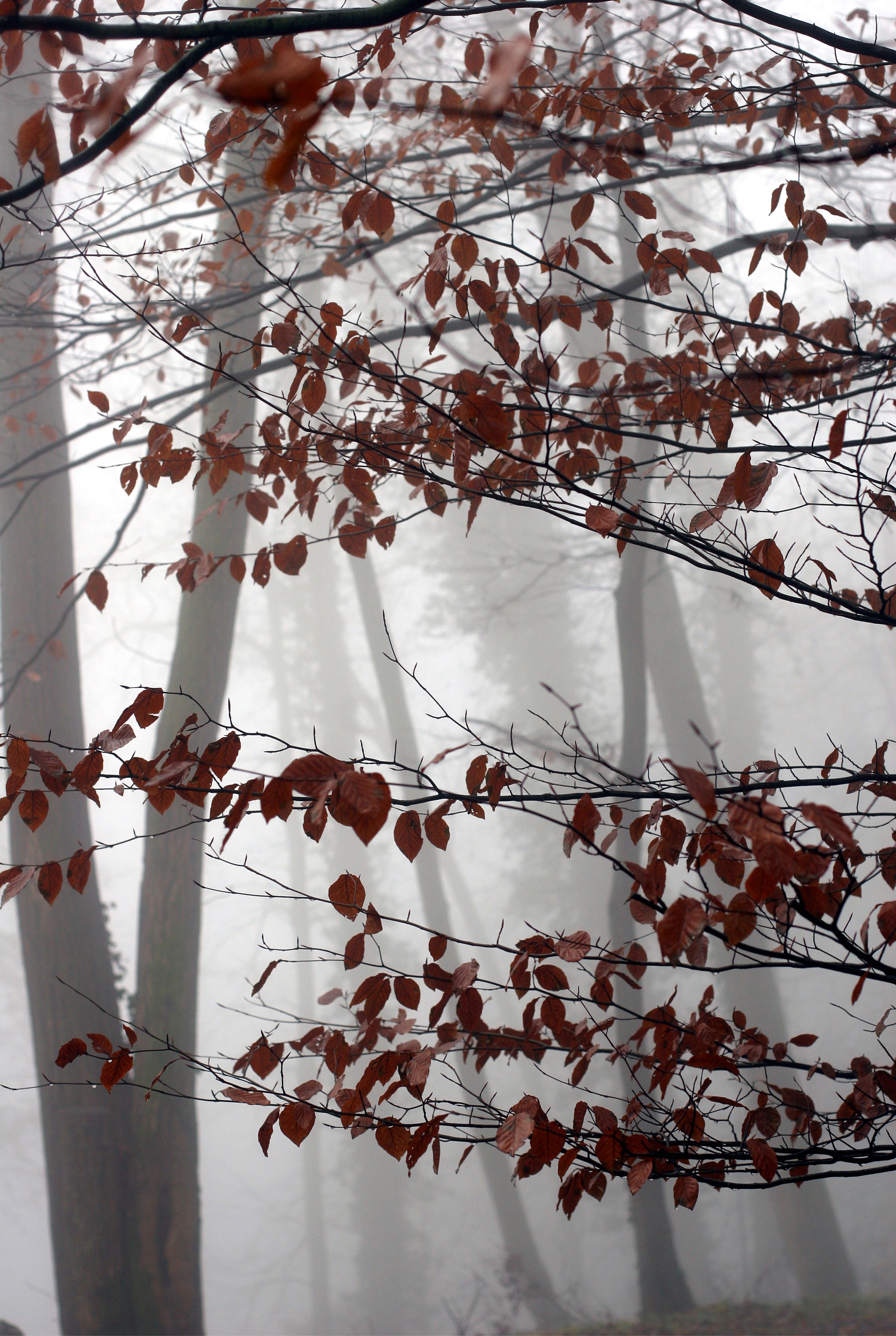Echo of autumn