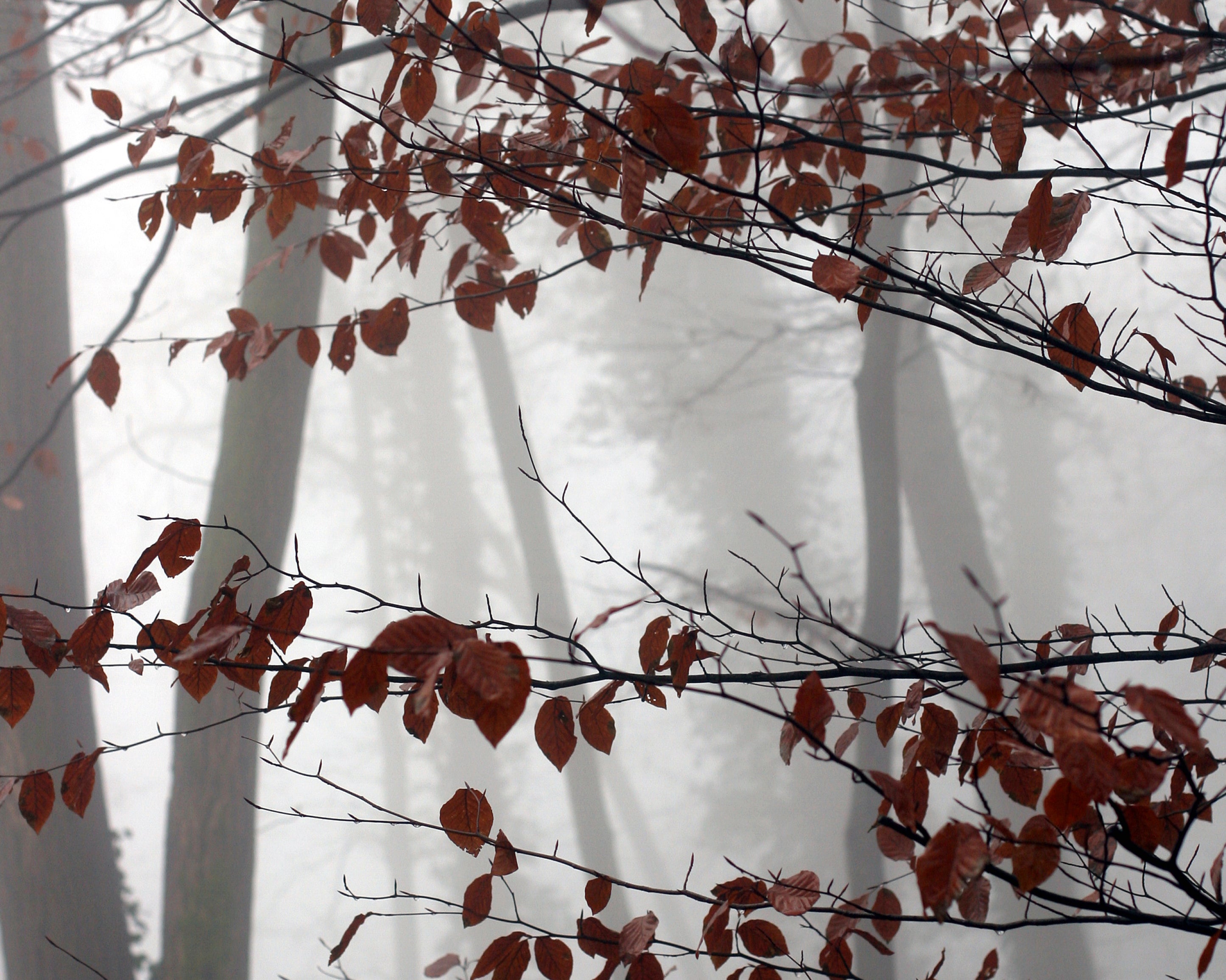 Echoofautumn-100x160cm.jpg