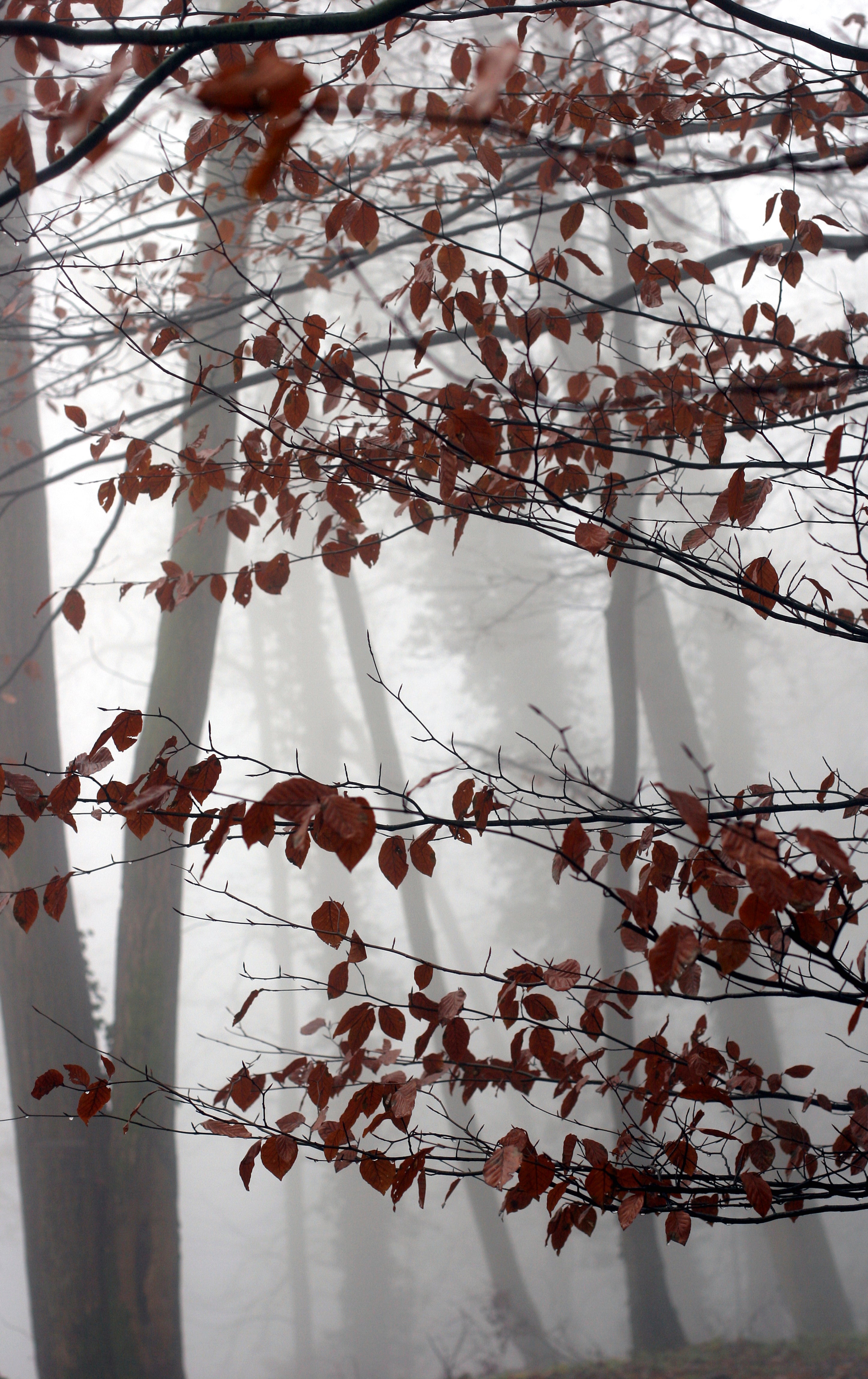 Echo of autumn
