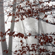 Echo of autumn