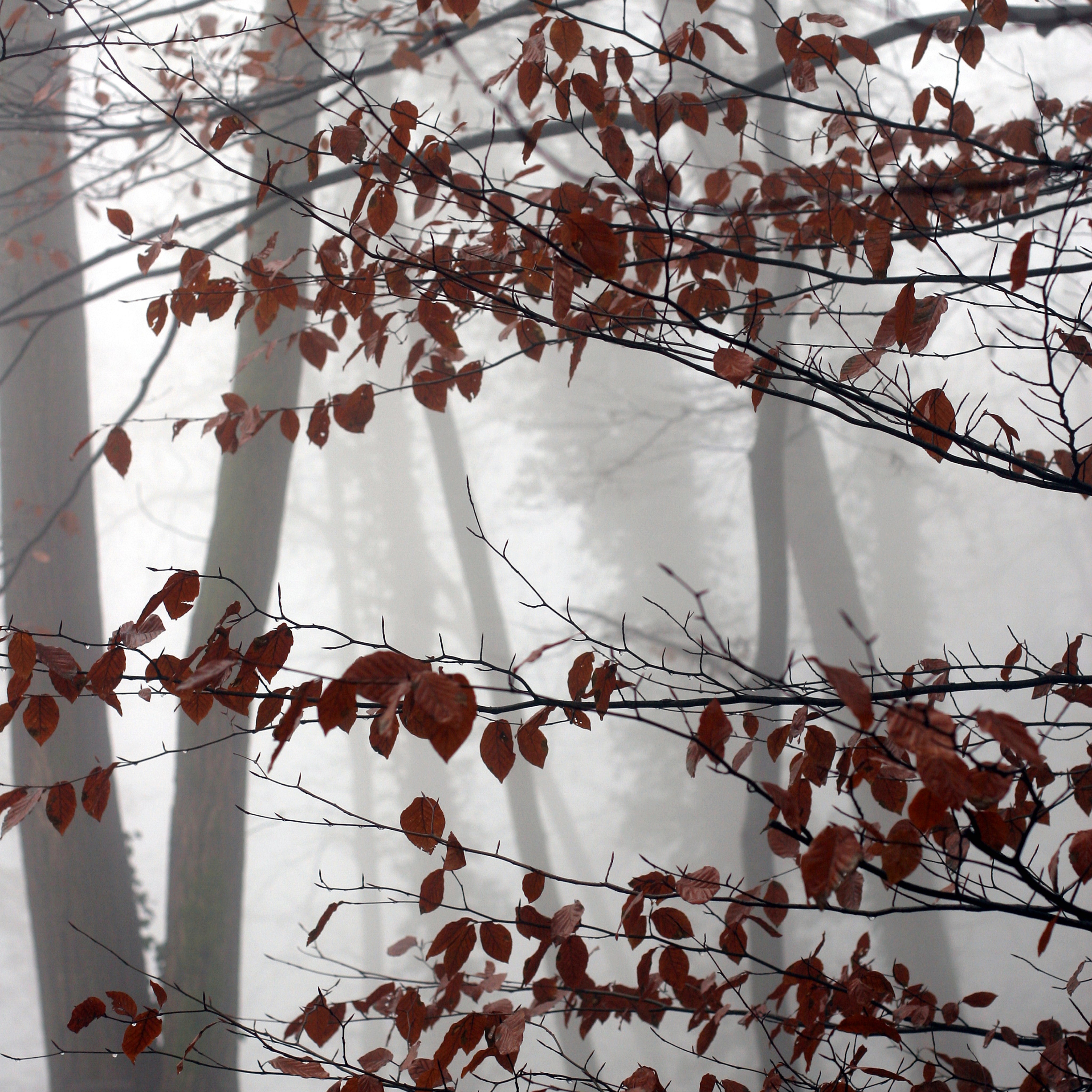 Echo of autumn
